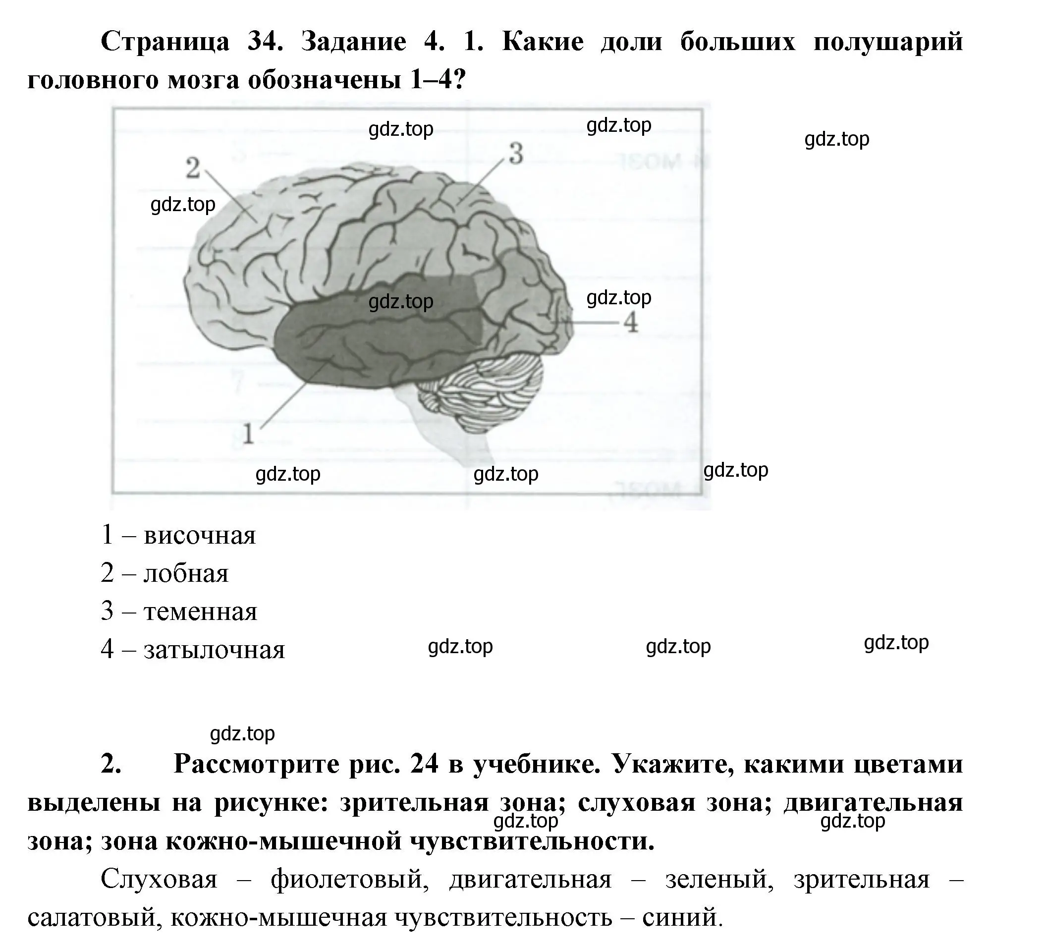 Решение  Задание 4 (страница 34) гдз по биологии 9 класс Драгомилов, Маш, рабочая тетрадь 1 часть