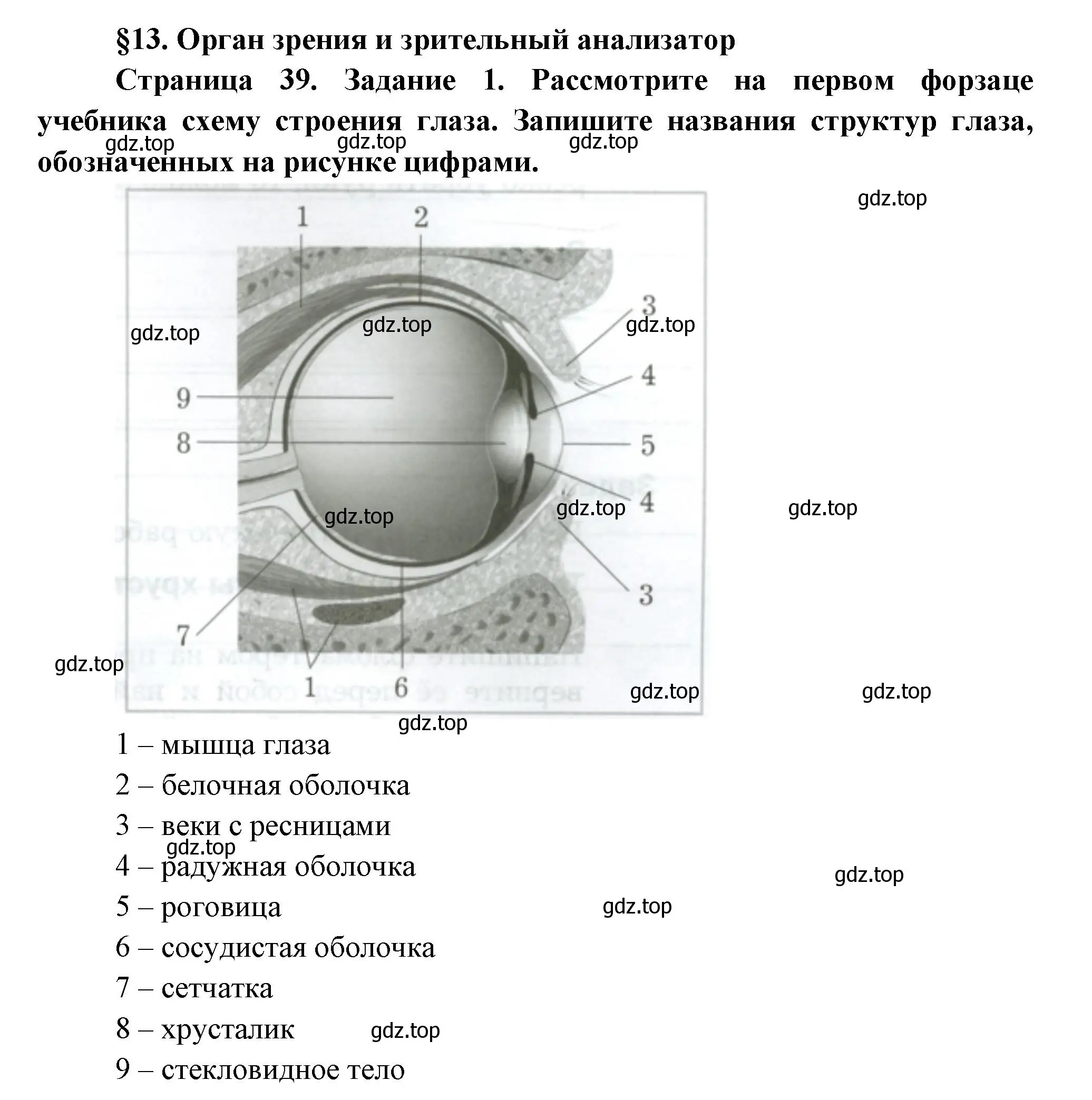 Решение  Задание 1 (страница 39) гдз по биологии 9 класс Драгомилов, Маш, рабочая тетрадь 1 часть