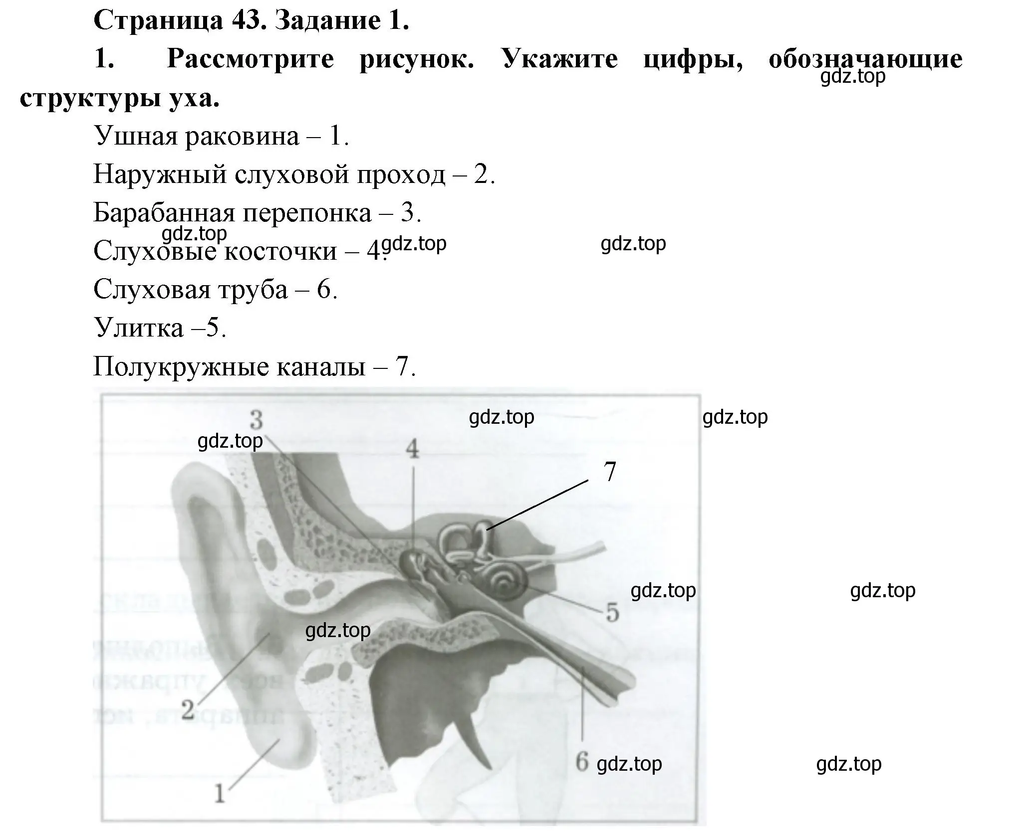 Решение  Задание 1 (страница 43) гдз по биологии 9 класс Драгомилов, Маш, рабочая тетрадь 1 часть