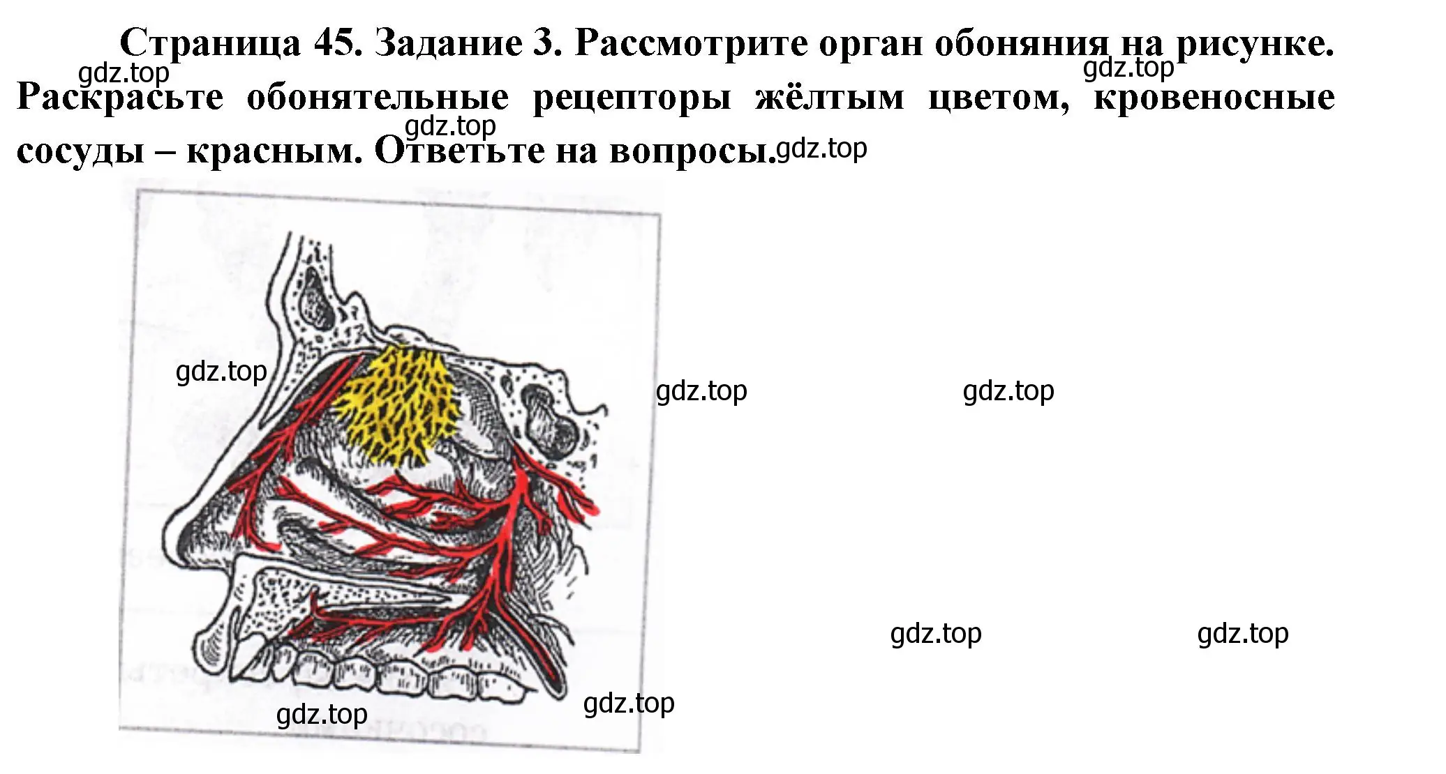 Решение  Задание 3 (страница 45) гдз по биологии 9 класс Драгомилов, Маш, рабочая тетрадь 1 часть