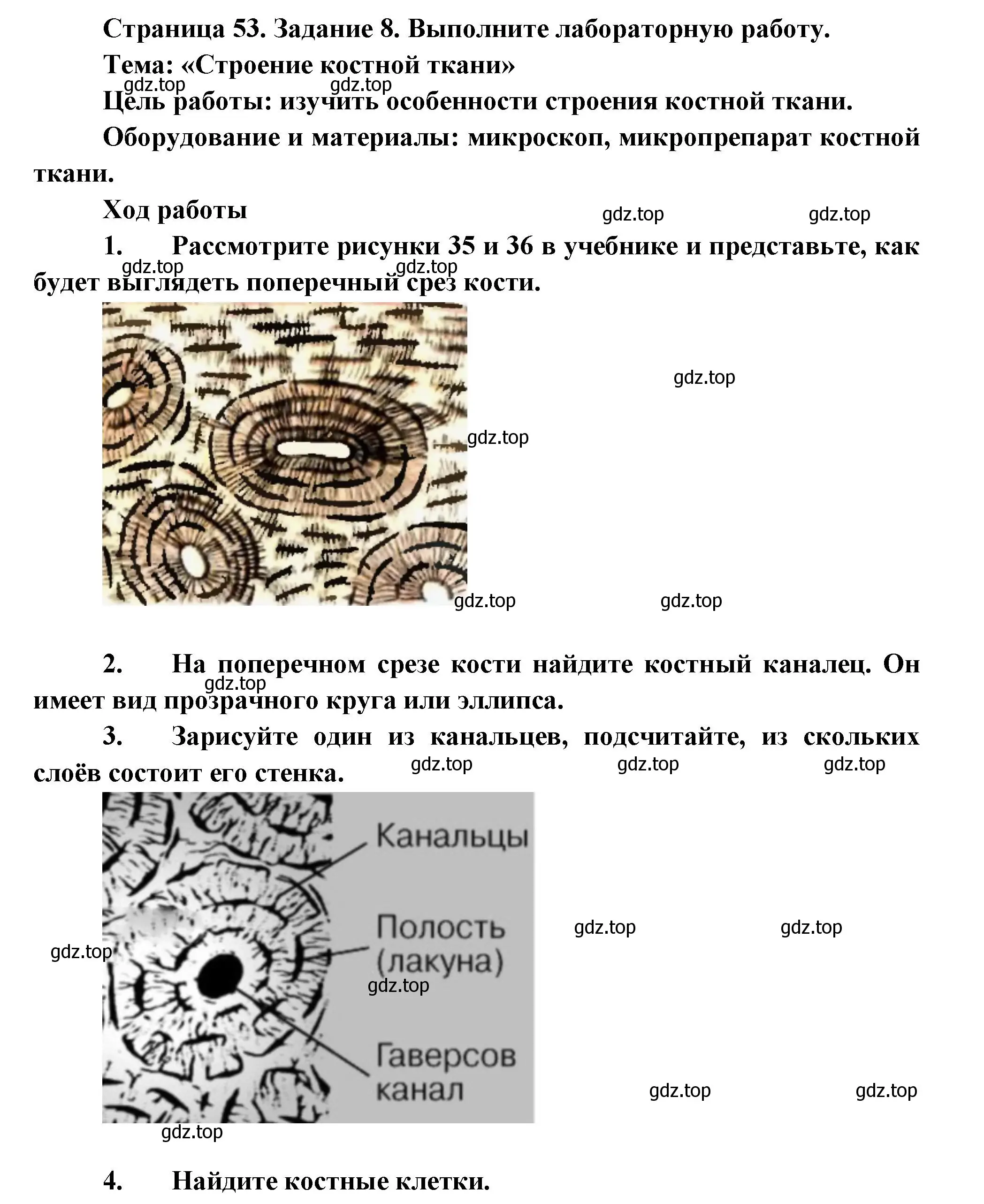 Решение  Задание 8 (страница 53) гдз по биологии 9 класс Драгомилов, Маш, рабочая тетрадь 1 часть