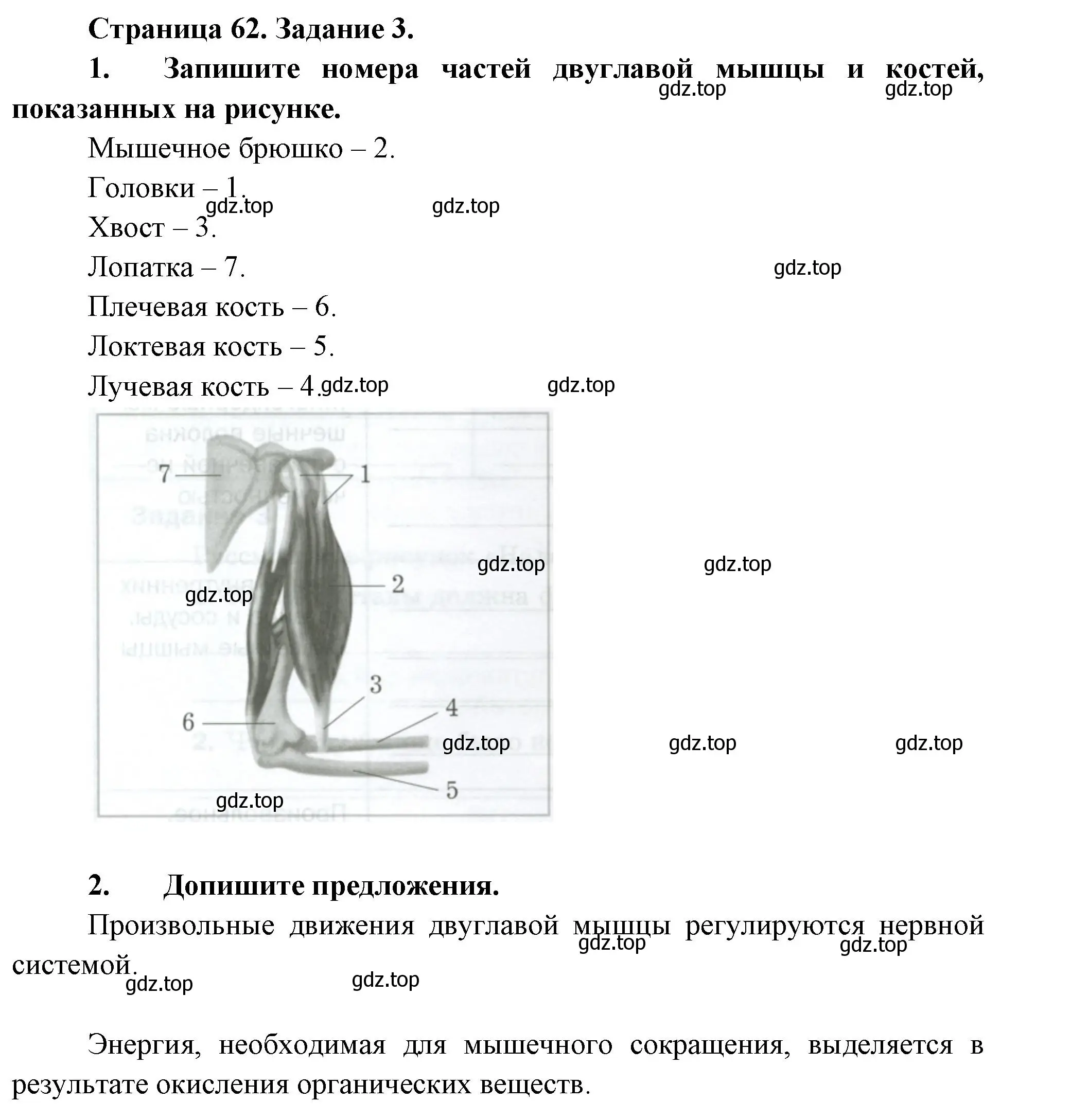 Решение  Задание 3 (страница 62) гдз по биологии 9 класс Драгомилов, Маш, рабочая тетрадь 1 часть