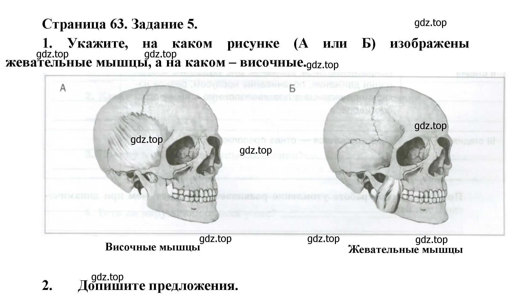 Решение  Задание 5 (страница 63) гдз по биологии 9 класс Драгомилов, Маш, рабочая тетрадь 1 часть