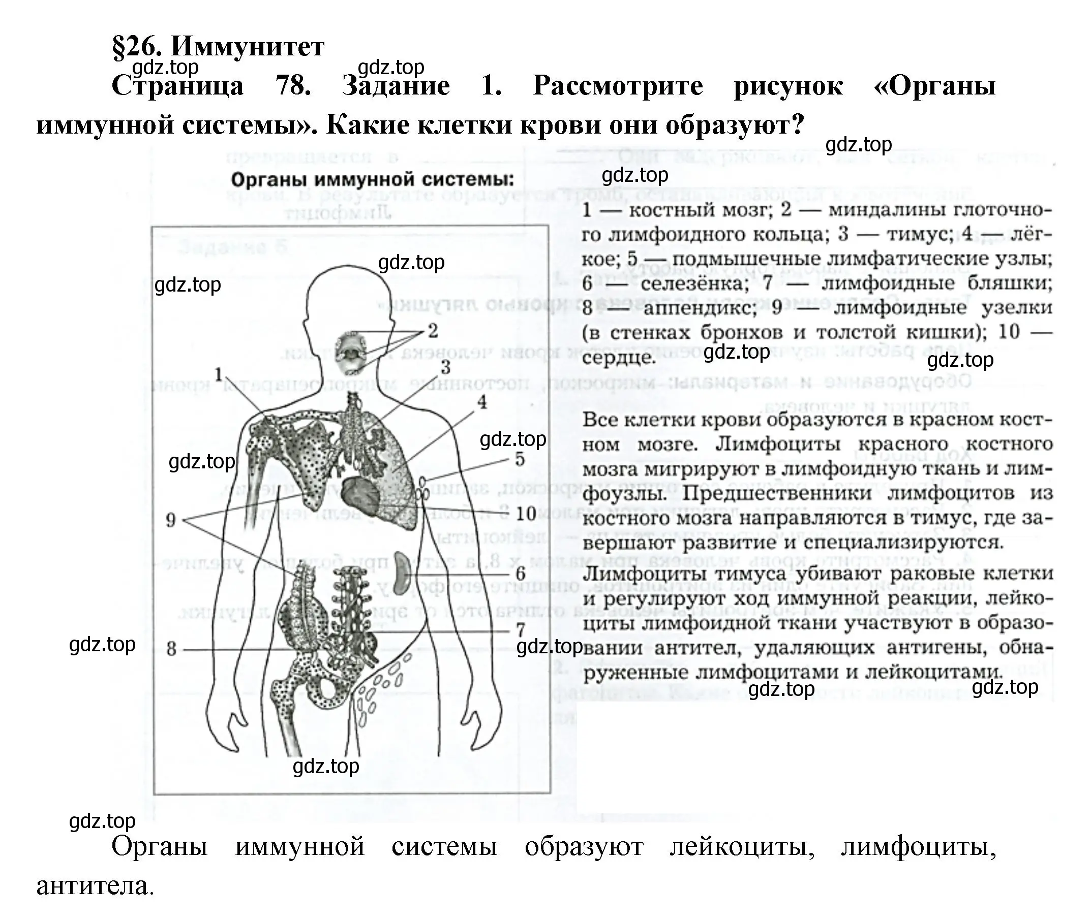 Решение  Задание 1 (страница 78) гдз по биологии 9 класс Драгомилов, Маш, рабочая тетрадь 1 часть