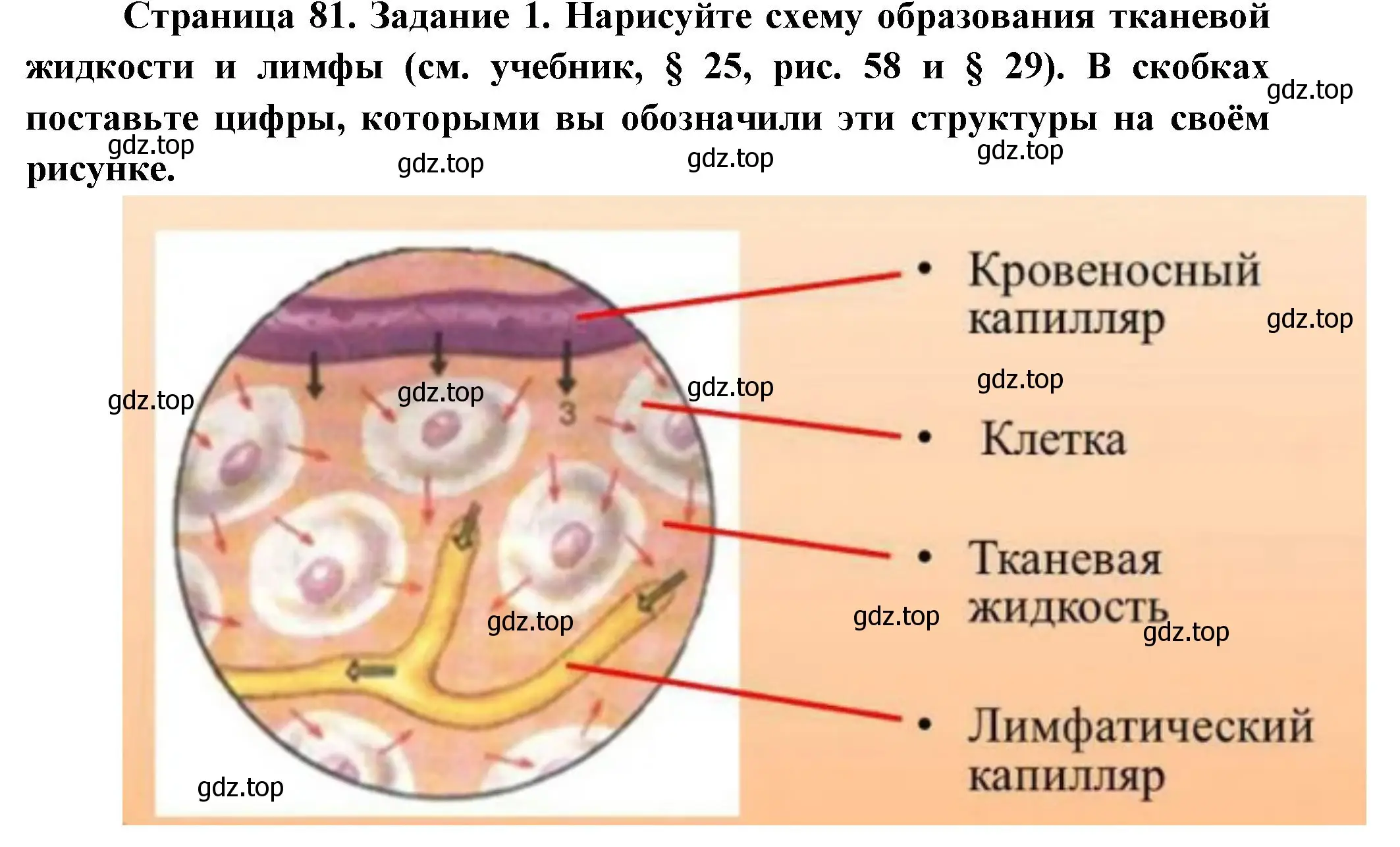 Решение  Задание 1 (страница 81) гдз по биологии 9 класс Драгомилов, Маш, рабочая тетрадь 1 часть