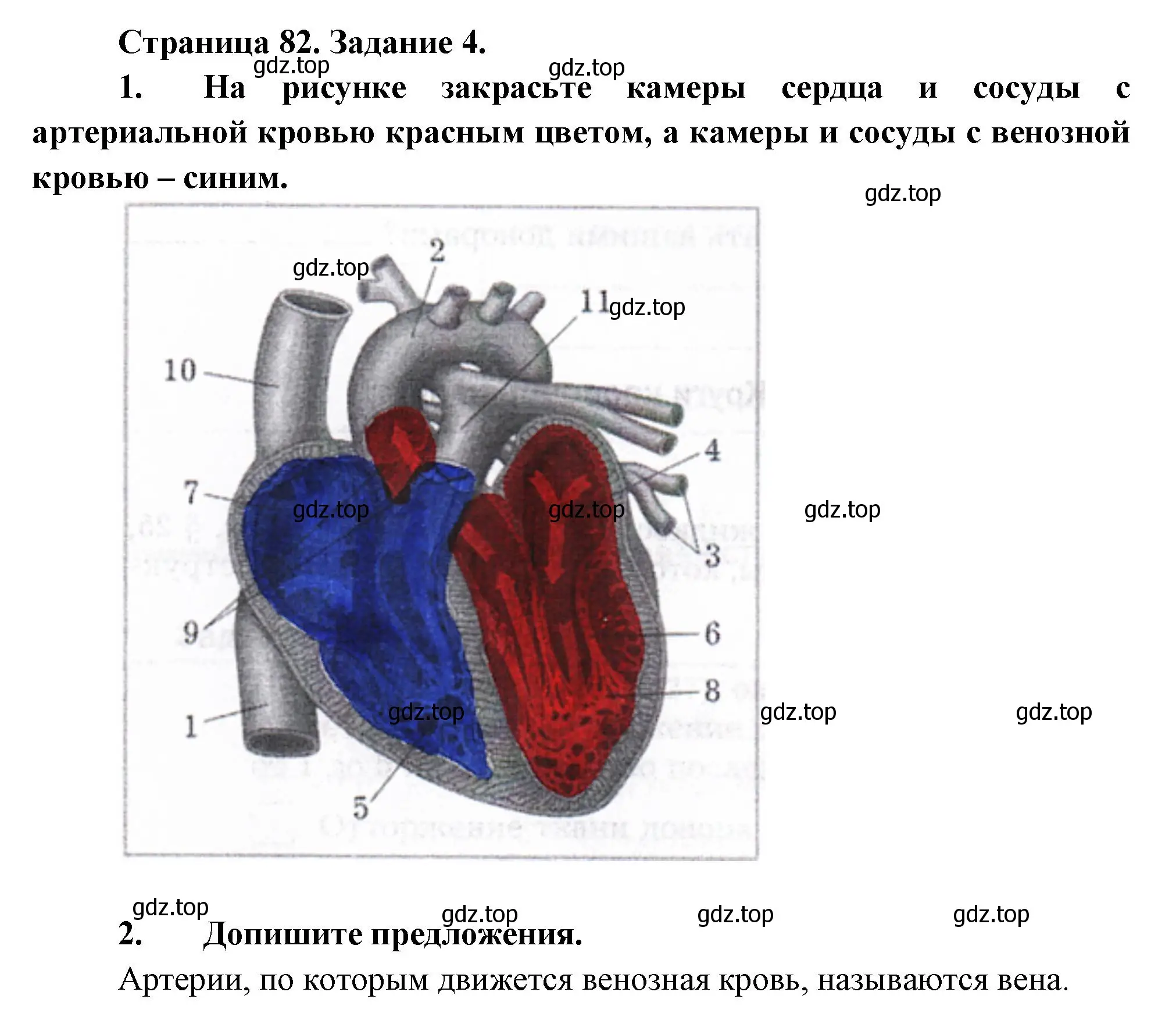 Решение  Задание 4 (страница 82) гдз по биологии 9 класс Драгомилов, Маш, рабочая тетрадь 1 часть