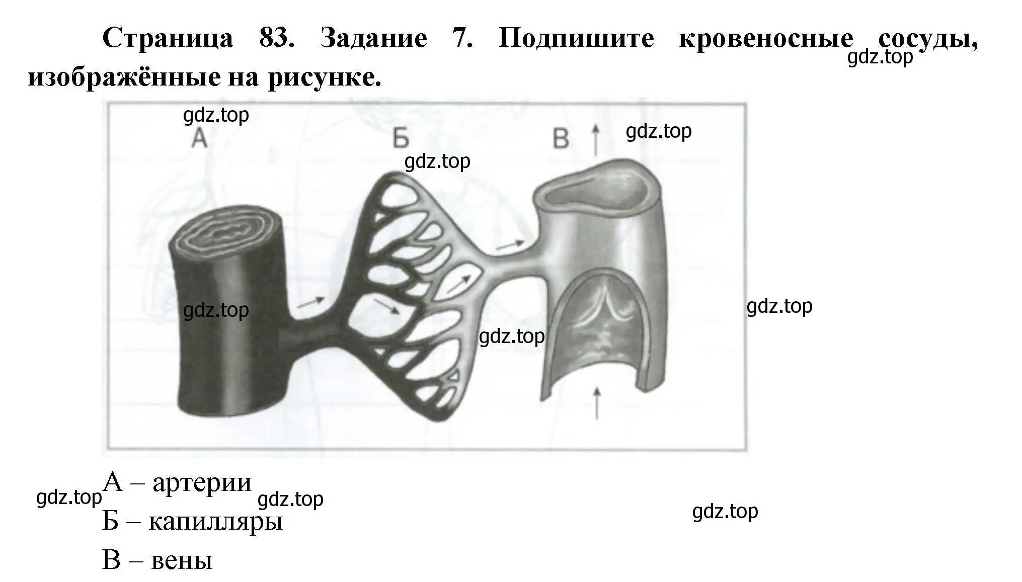 Решение  Задание 7 (страница 83) гдз по биологии 9 класс Драгомилов, Маш, рабочая тетрадь 1 часть