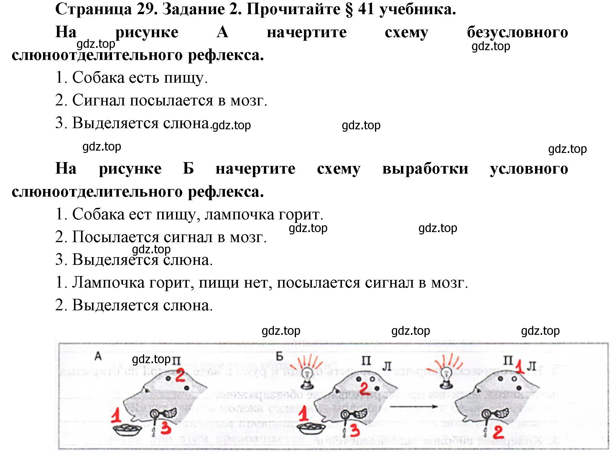 Решение  Задание 2 (страница 29) гдз по биологии 9 класс Драгомилов, Маш, рабочая тетрадь 2 часть