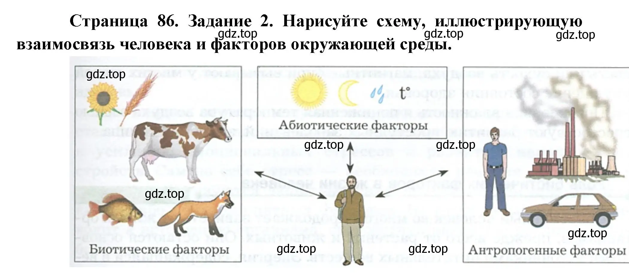 Решение Задание 2 (страница 86) гдз по биологии 9 класс Драгомилов, Маш, рабочая тетрадь 2 часть