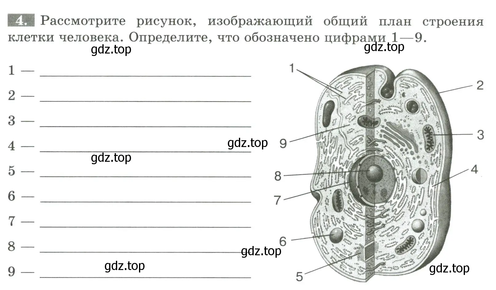 Условие номер 4 (страница 13) гдз по биологии 9 класс Пасечник, Швецов, рабочая тетрадь