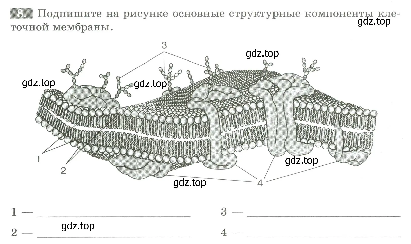 Условие номер 8 (страница 14) гдз по биологии 9 класс Пасечник, Швецов, рабочая тетрадь