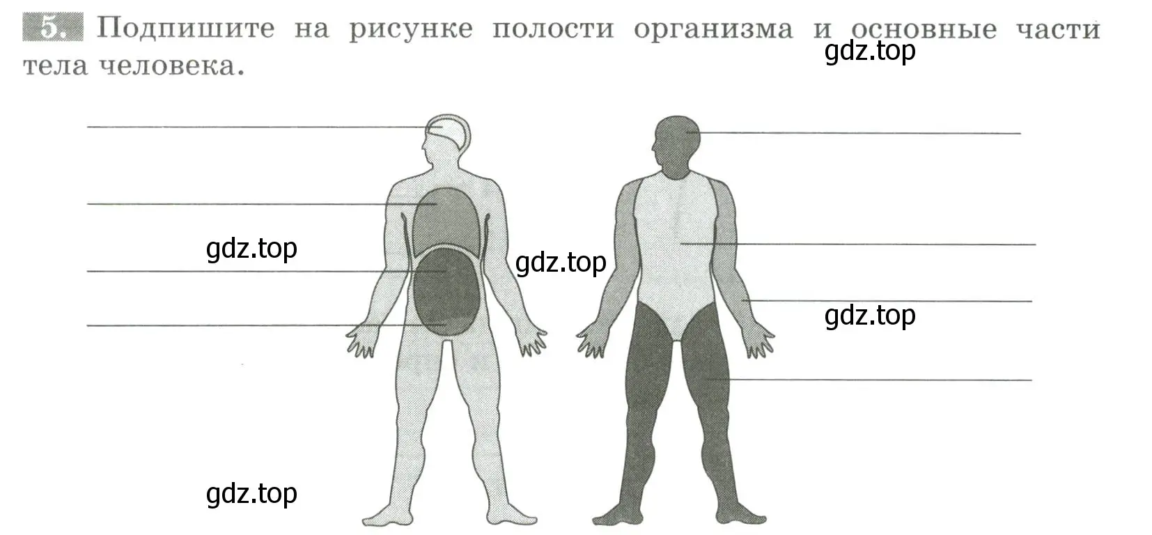 Условие номер 5 (страница 19) гдз по биологии 9 класс Пасечник, Швецов, рабочая тетрадь