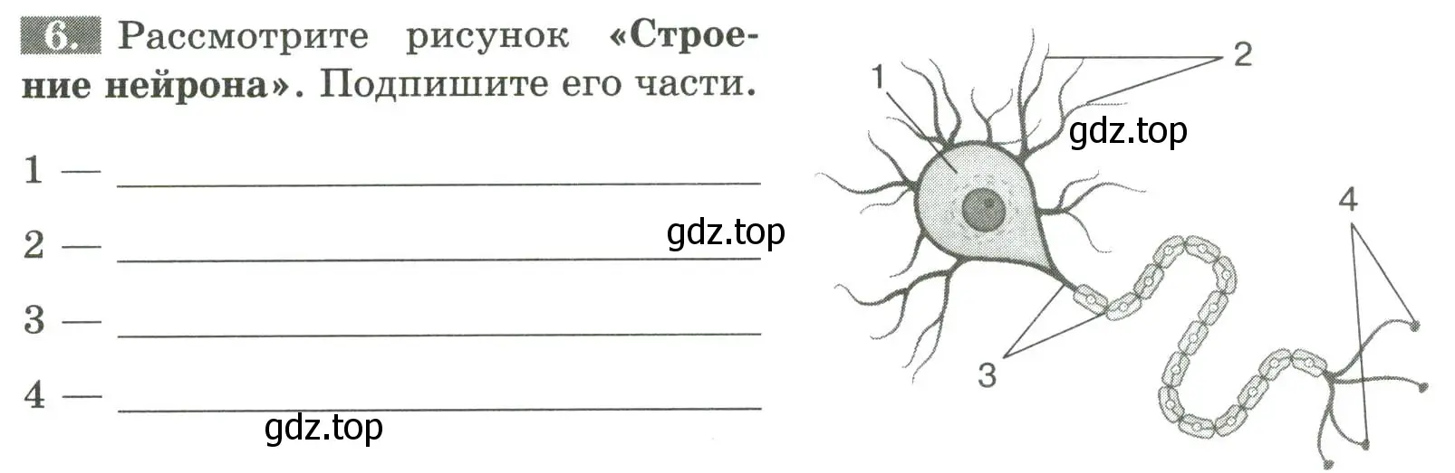 Условие номер 6 (страница 26) гдз по биологии 9 класс Пасечник, Швецов, рабочая тетрадь