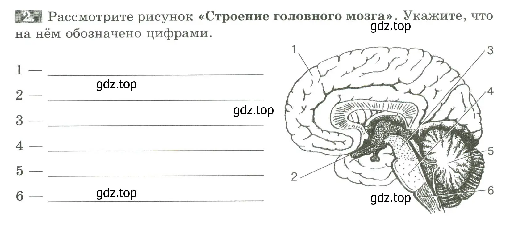 Условие номер 2 (страница 30) гдз по биологии 9 класс Пасечник, Швецов, рабочая тетрадь