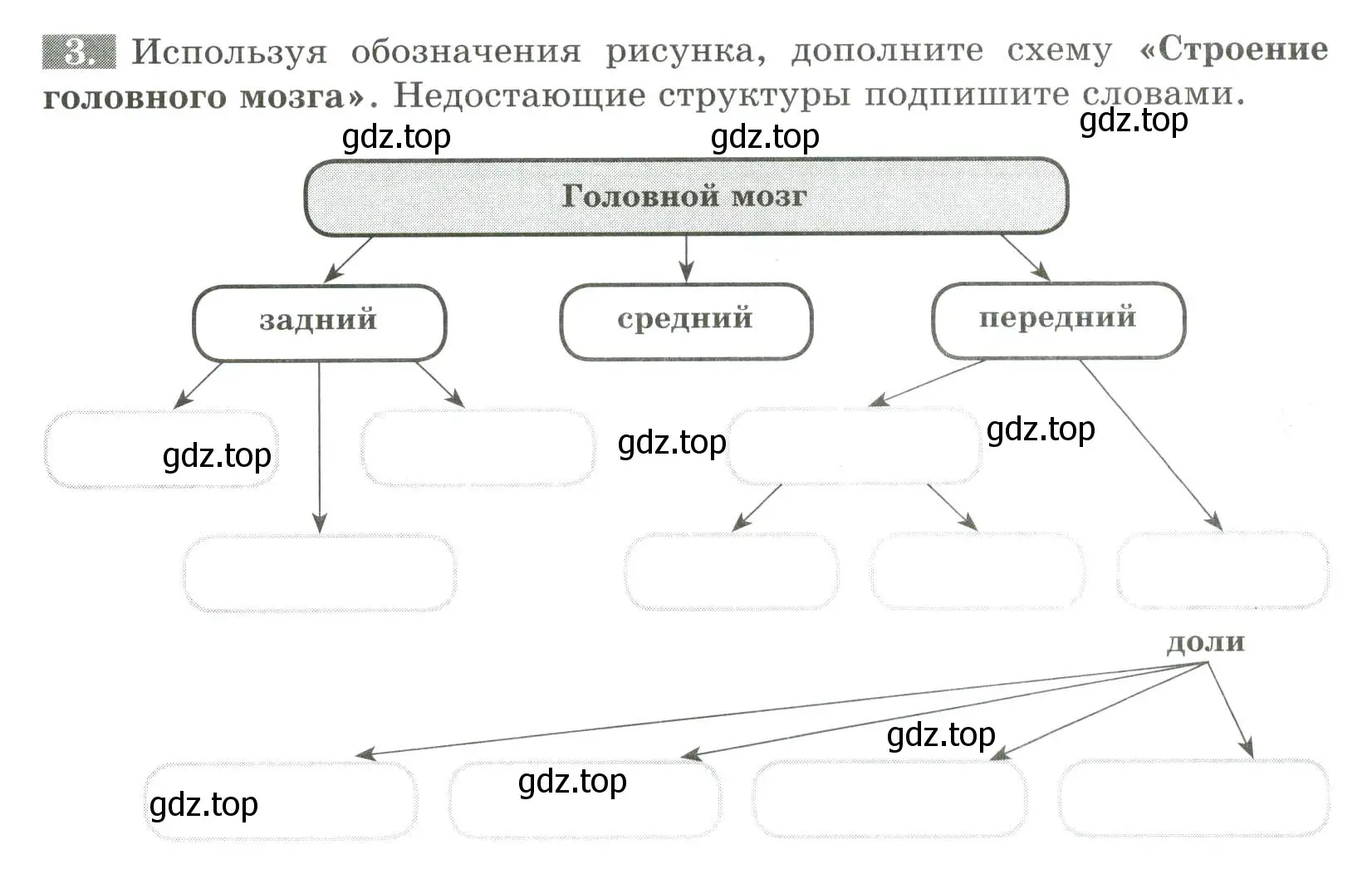 Условие номер 3 (страница 30) гдз по биологии 9 класс Пасечник, Швецов, рабочая тетрадь