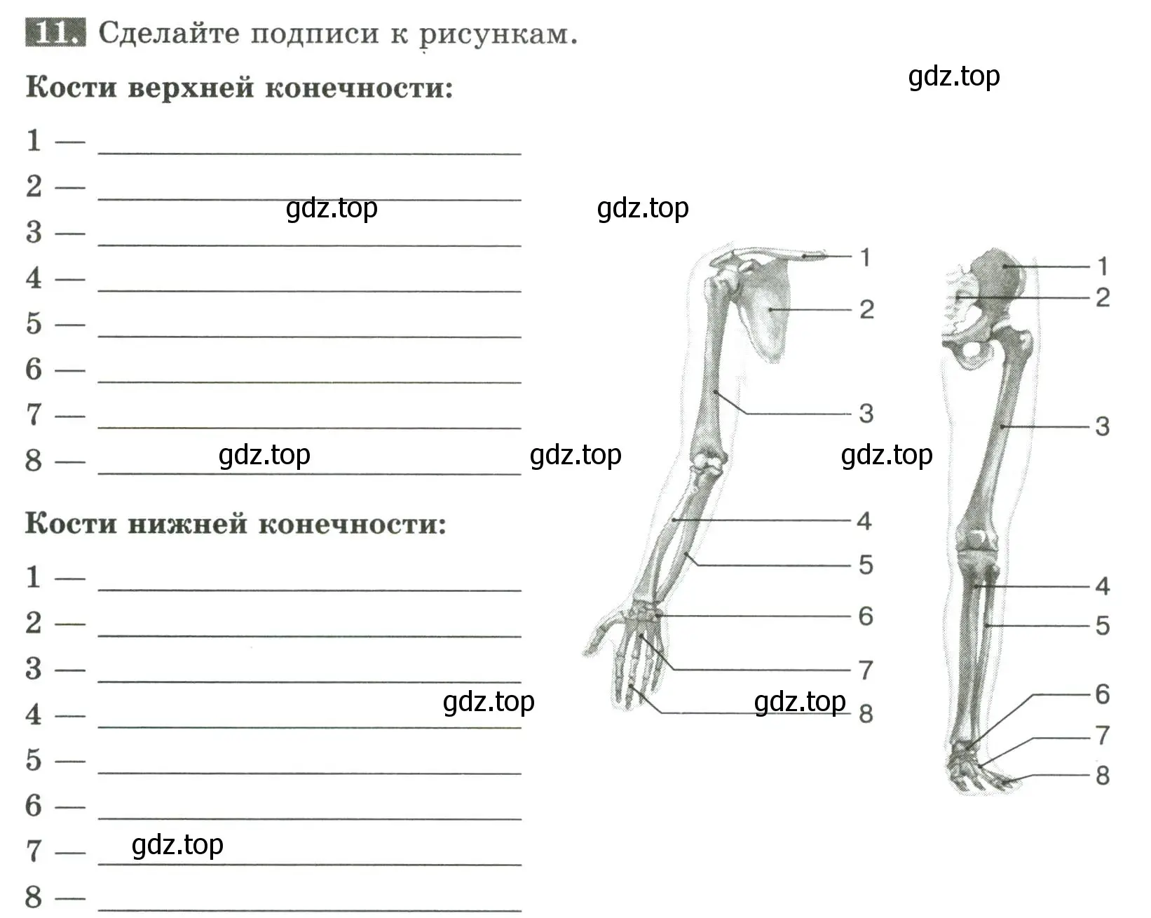 Условие номер 11 (страница 47) гдз по биологии 9 класс Пасечник, Швецов, рабочая тетрадь