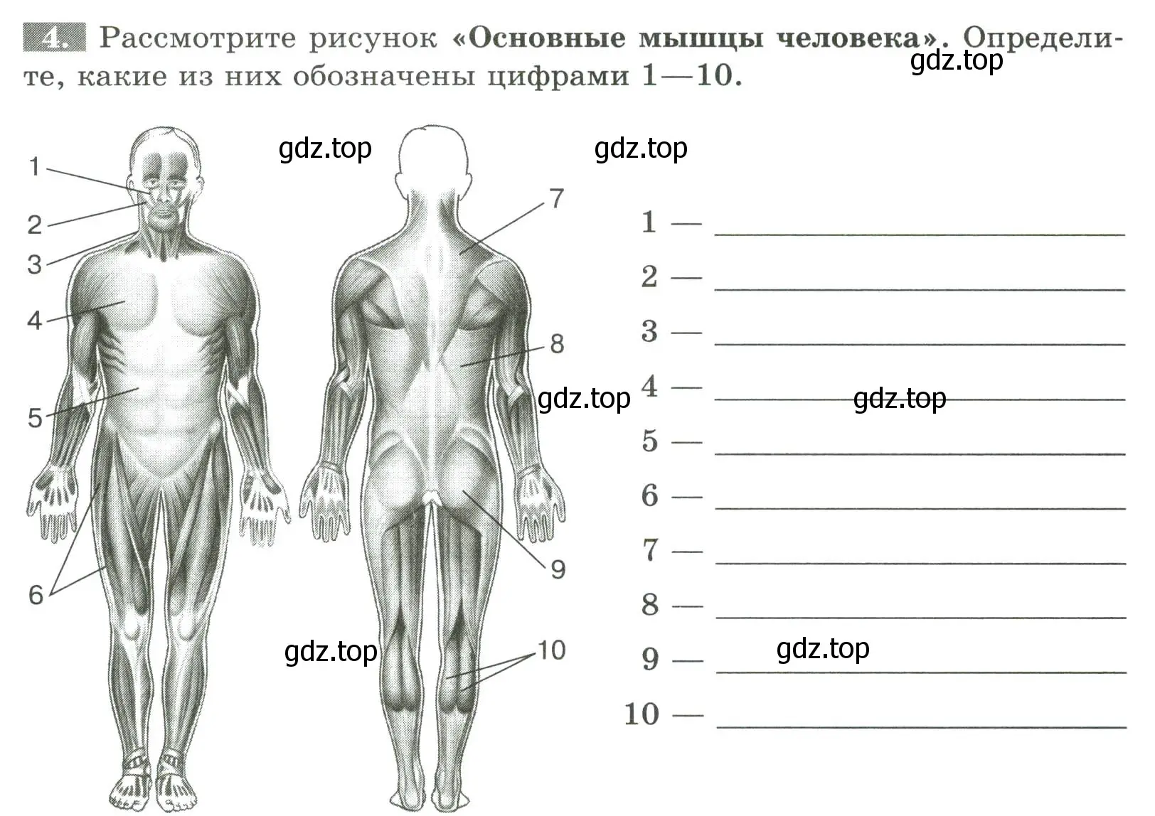 Условие номер 4 (страница 50) гдз по биологии 9 класс Пасечник, Швецов, рабочая тетрадь