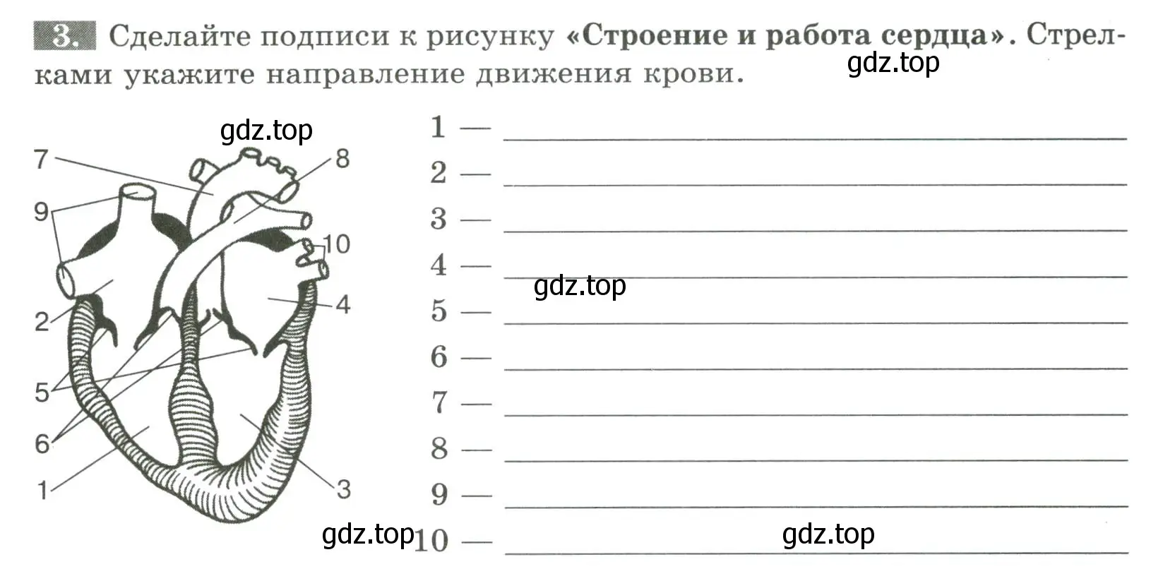 Условие номер 3 (страница 66) гдз по биологии 9 класс Пасечник, Швецов, рабочая тетрадь