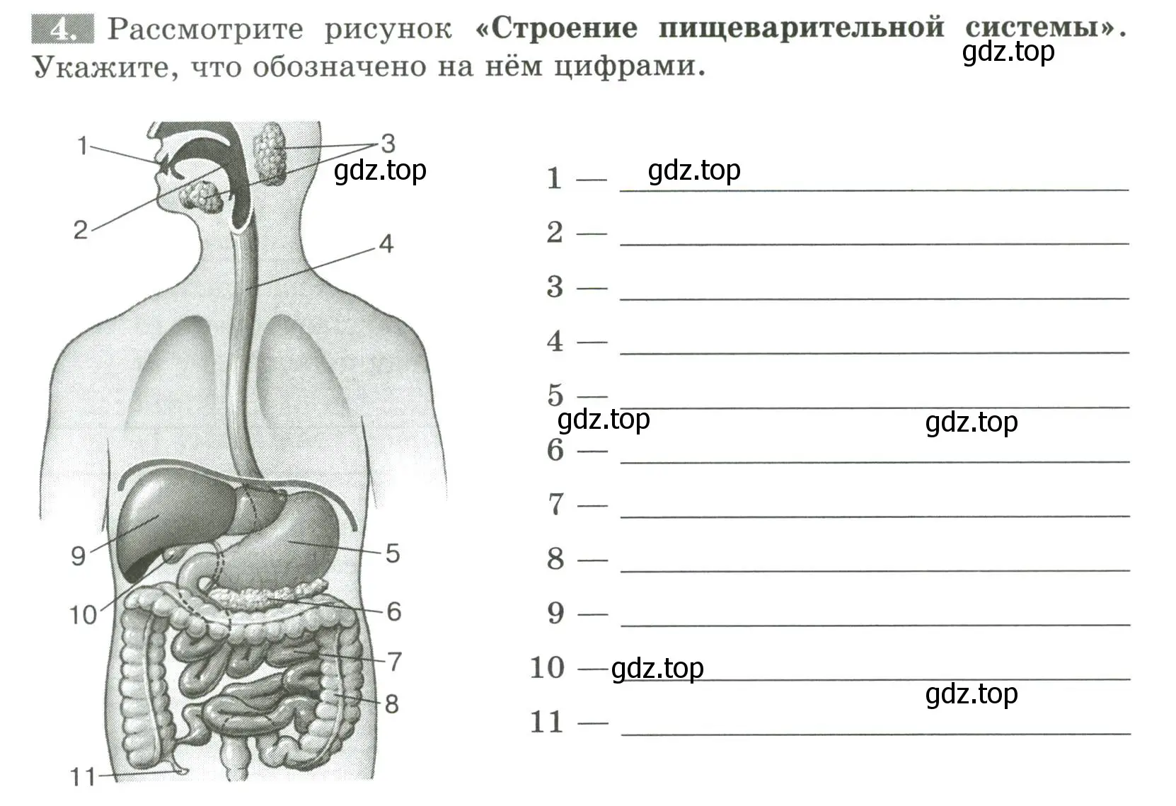 Условие номер 4 (страница 84) гдз по биологии 9 класс Пасечник, Швецов, рабочая тетрадь