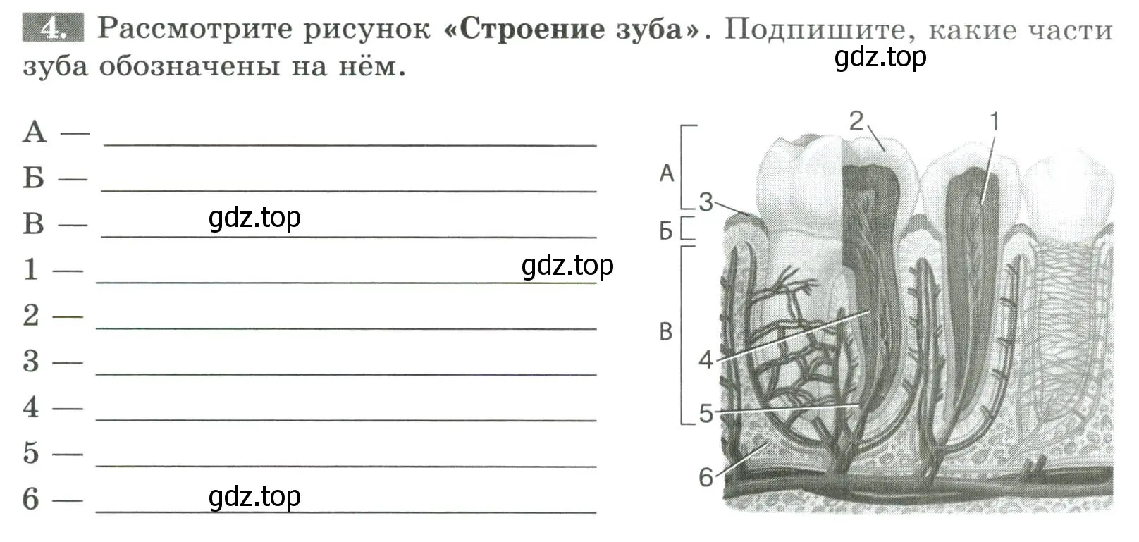 Условие номер 4 (страница 85) гдз по биологии 9 класс Пасечник, Швецов, рабочая тетрадь