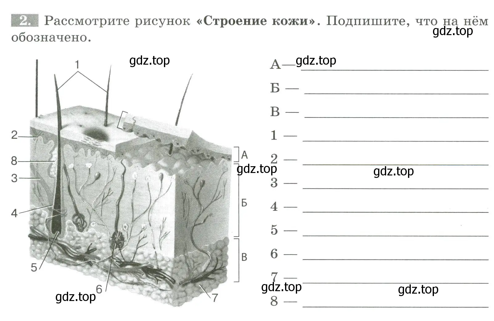 Условие номер 2 (страница 108) гдз по биологии 9 класс Пасечник, Швецов, рабочая тетрадь