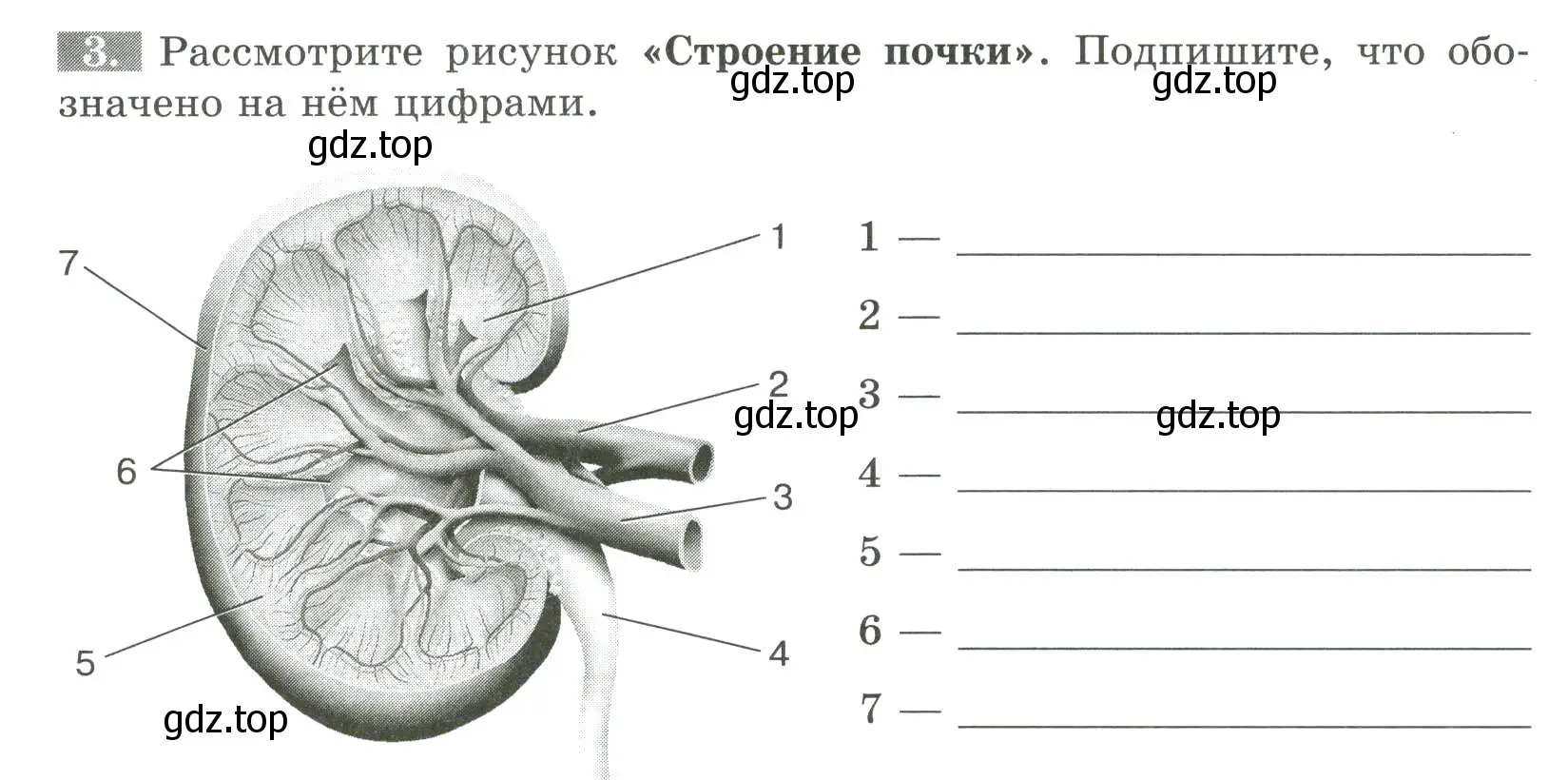 Условие номер 3 (страница 116) гдз по биологии 9 класс Пасечник, Швецов, рабочая тетрадь