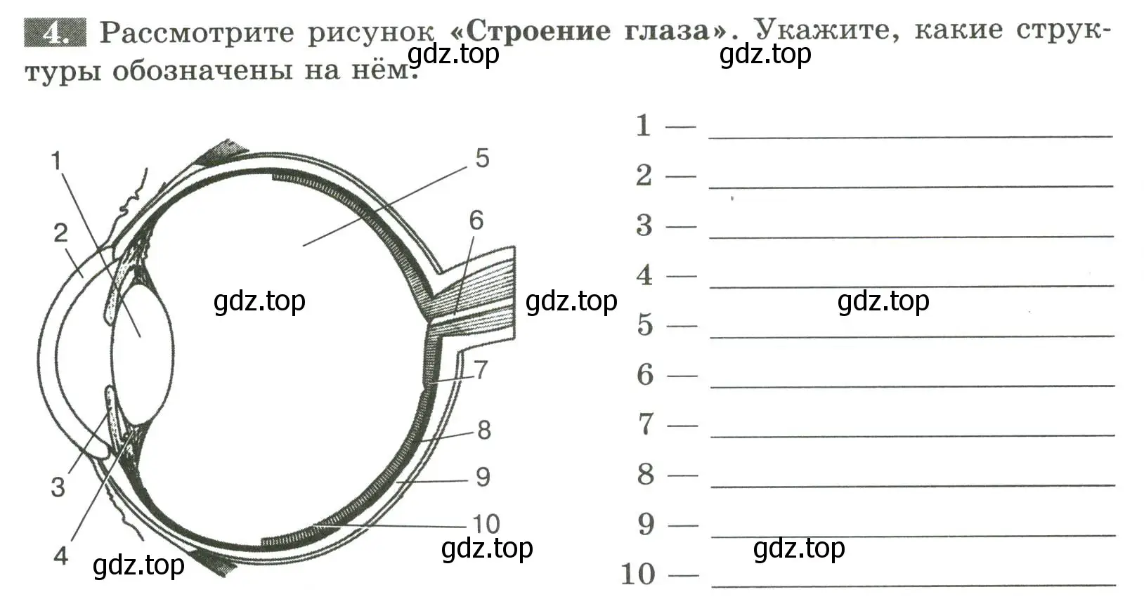 Условие номер 4 (страница 130) гдз по биологии 9 класс Пасечник, Швецов, рабочая тетрадь