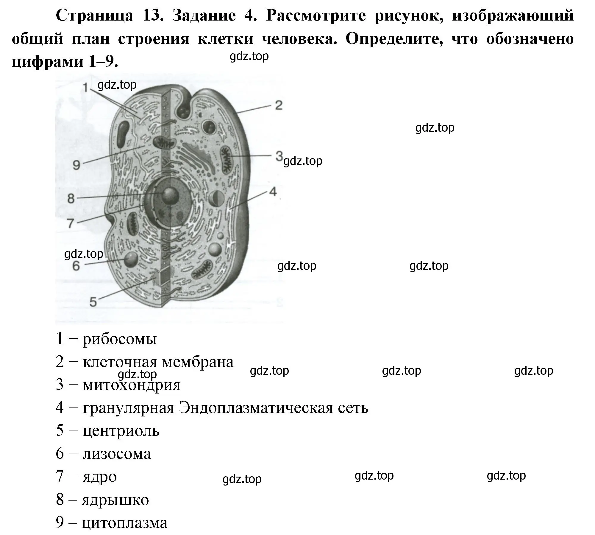 Решение номер 4 (страница 13) гдз по биологии 9 класс Пасечник, Швецов, рабочая тетрадь