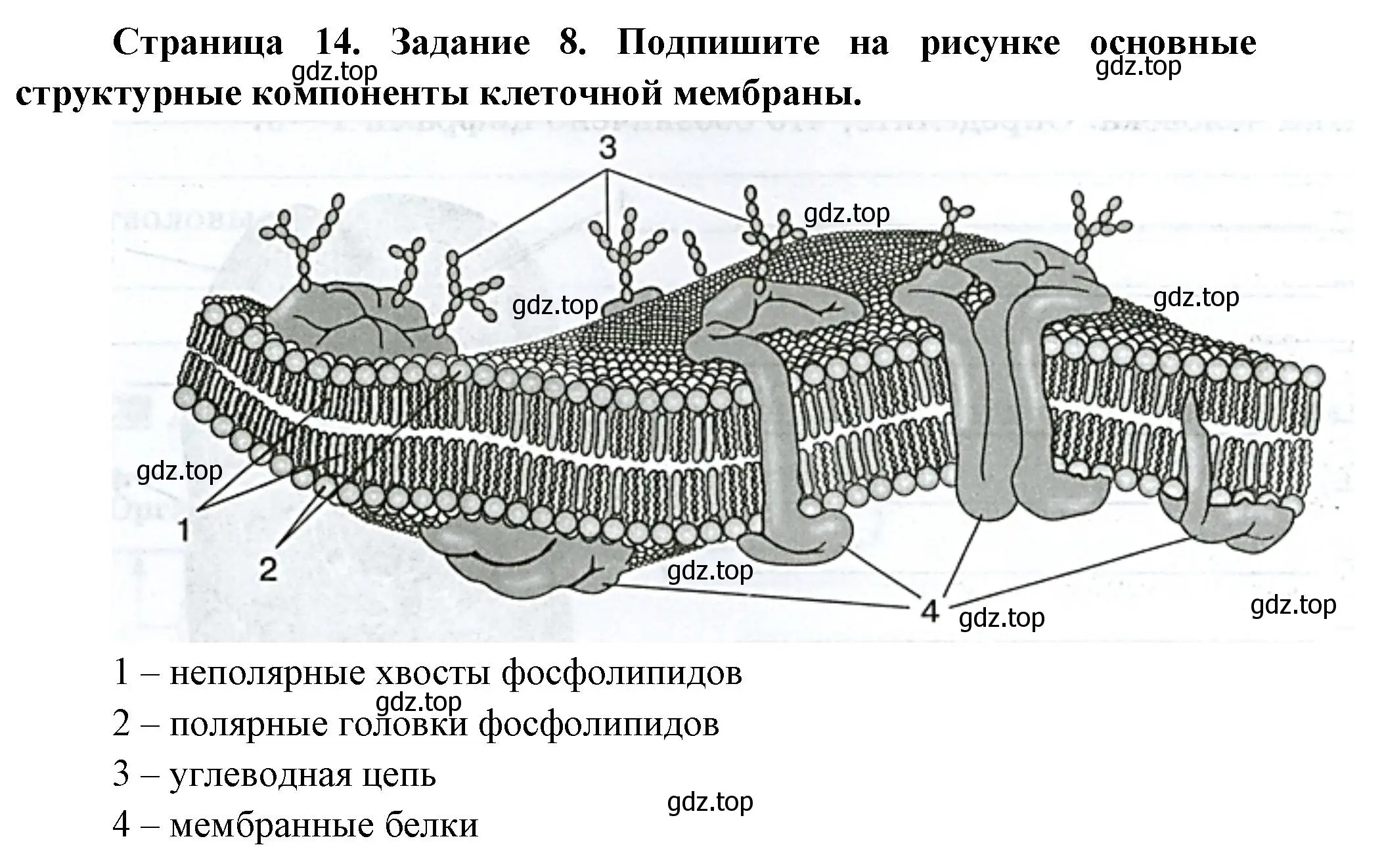 Решение номер 8 (страница 14) гдз по биологии 9 класс Пасечник, Швецов, рабочая тетрадь