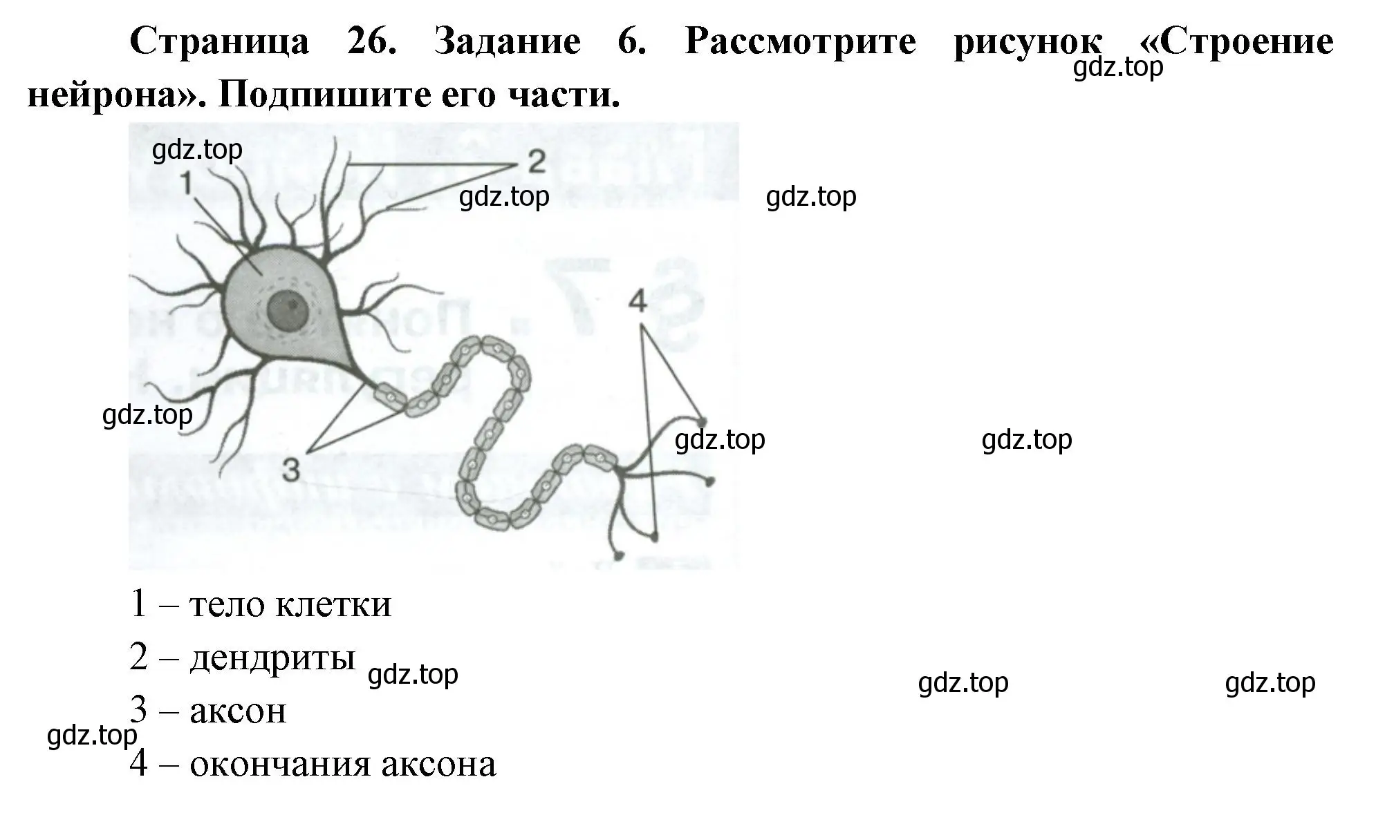 Решение номер 6 (страница 26) гдз по биологии 9 класс Пасечник, Швецов, рабочая тетрадь