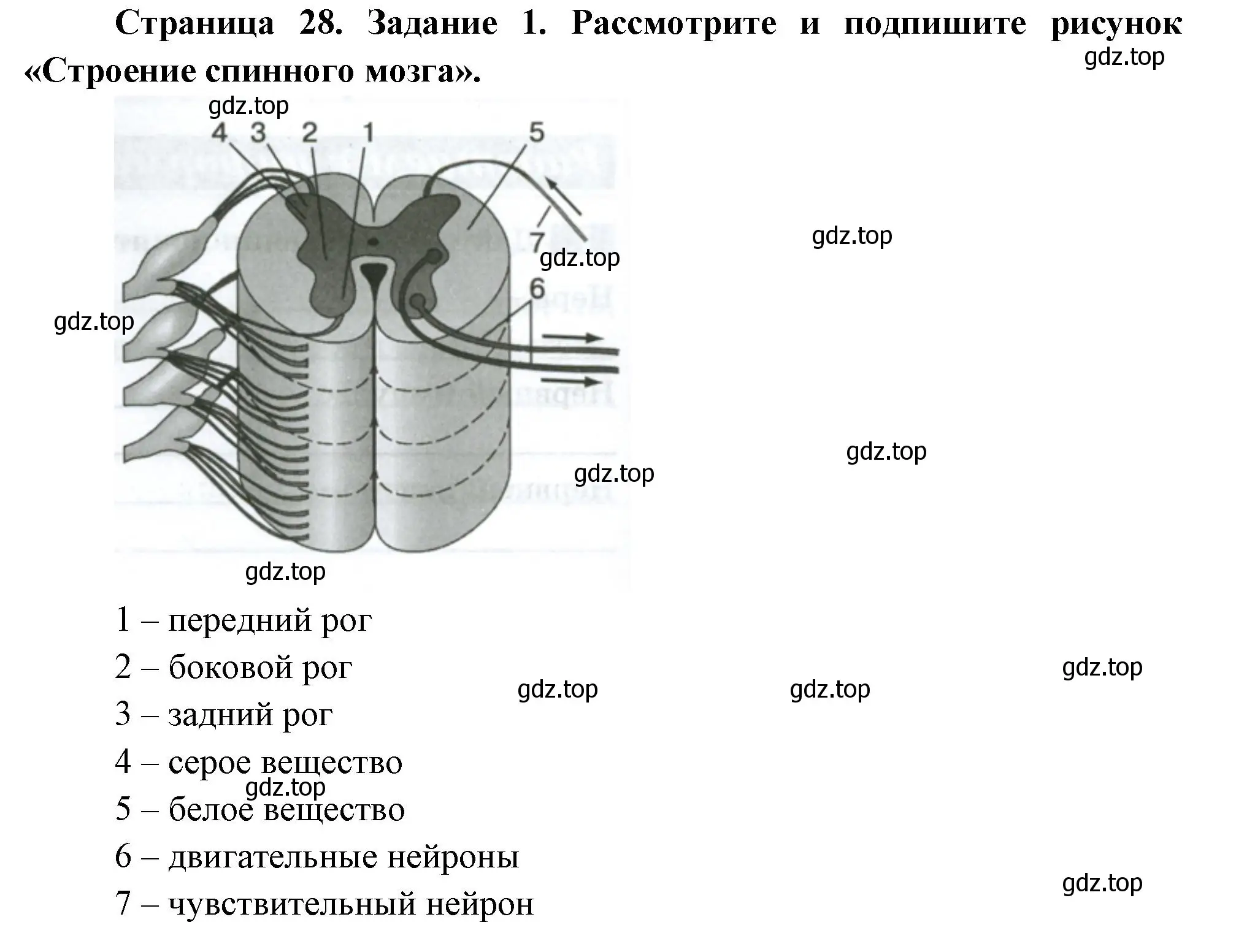 Решение номер 1 (страница 28) гдз по биологии 9 класс Пасечник, Швецов, рабочая тетрадь