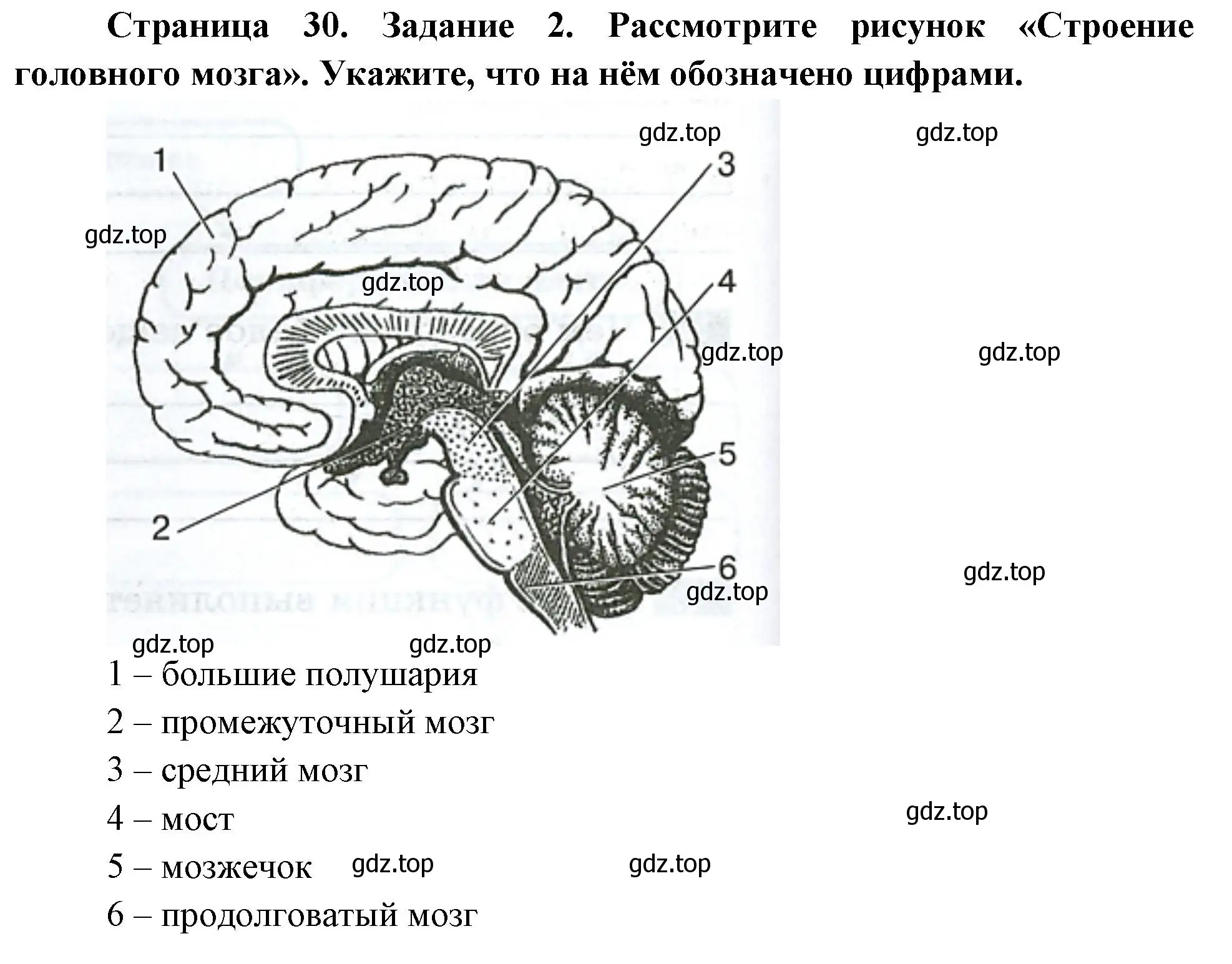 Решение номер 2 (страница 30) гдз по биологии 9 класс Пасечник, Швецов, рабочая тетрадь