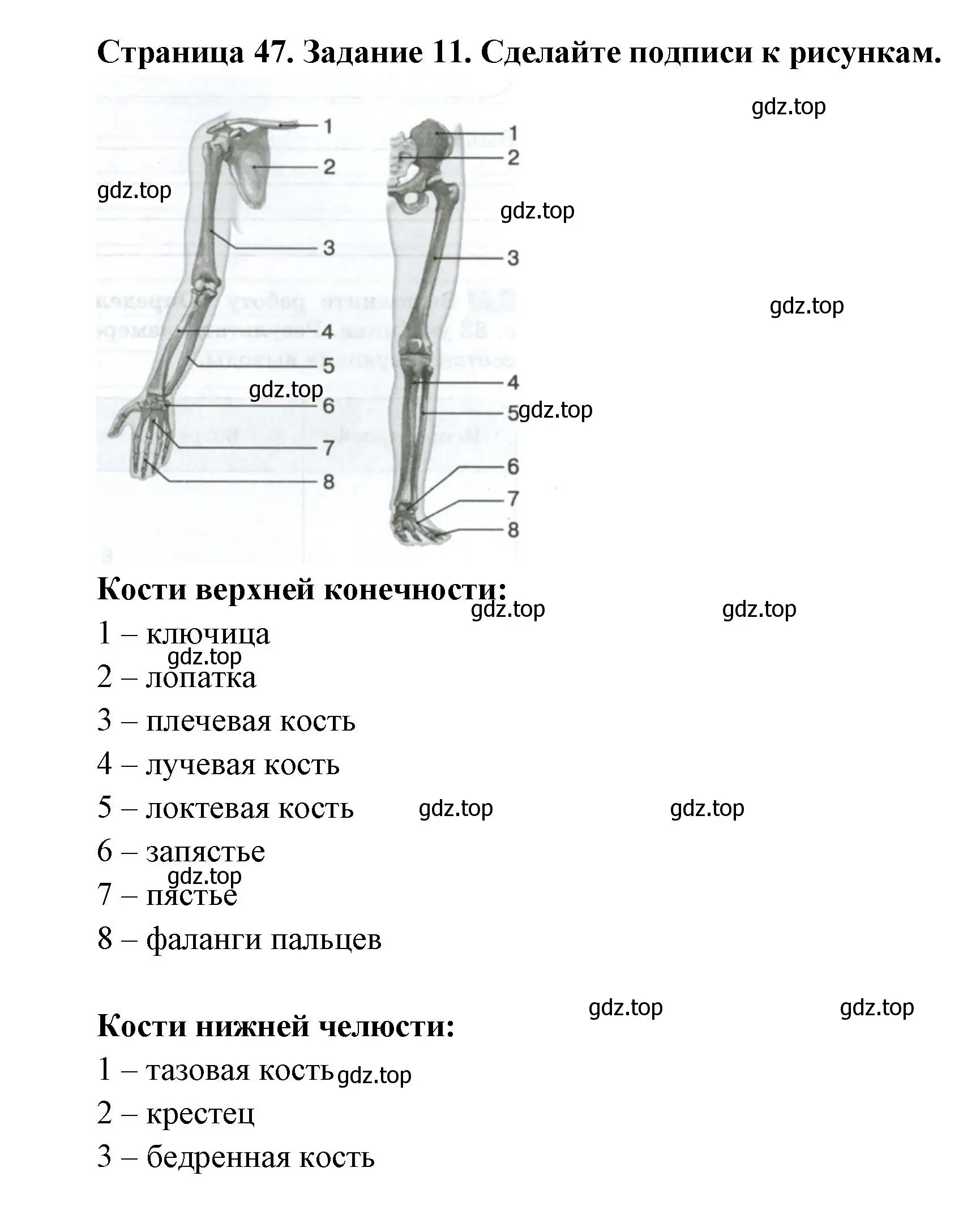 Решение номер 11 (страница 47) гдз по биологии 9 класс Пасечник, Швецов, рабочая тетрадь