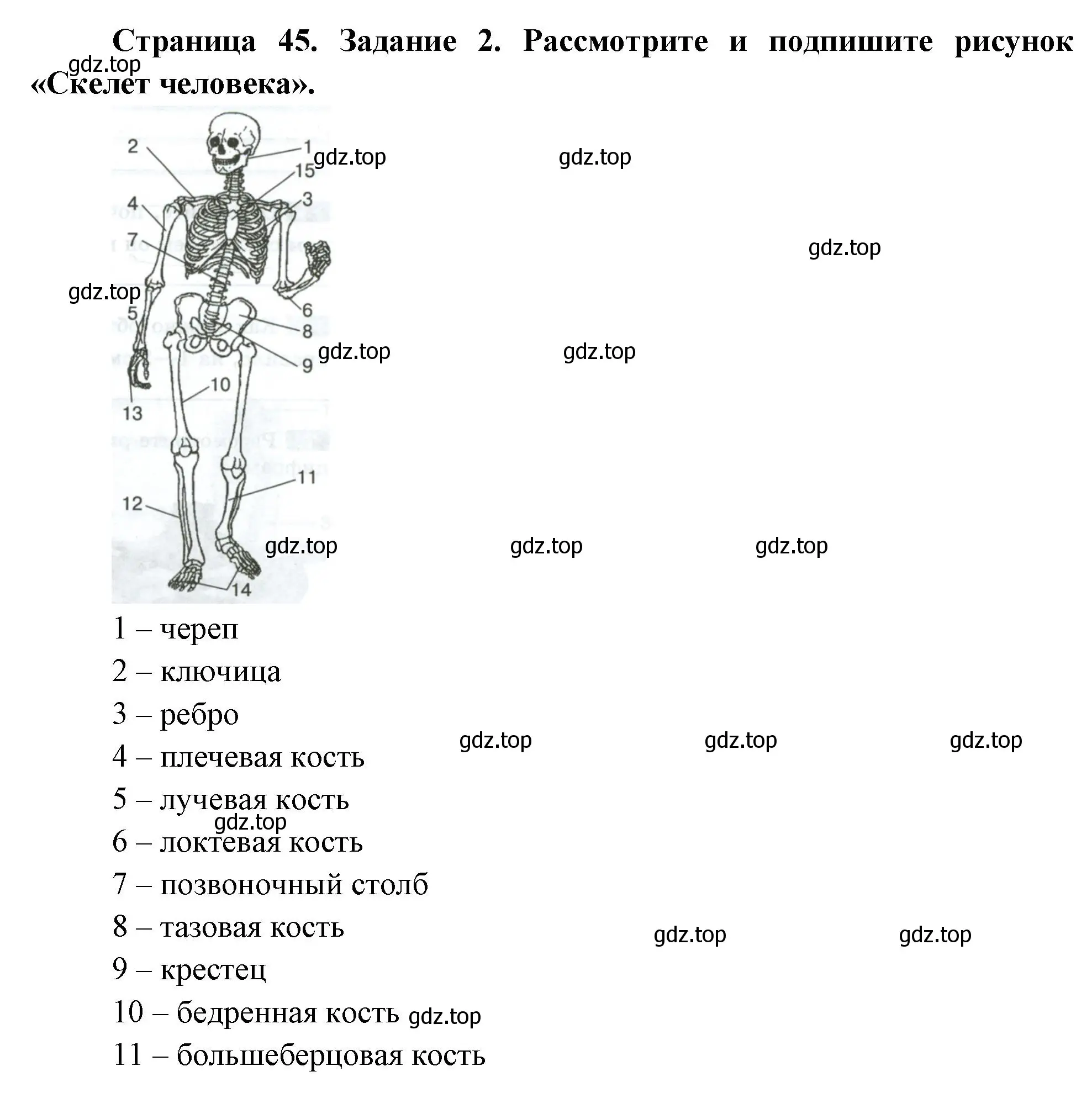 Решение номер 2 (страница 45) гдз по биологии 9 класс Пасечник, Швецов, рабочая тетрадь