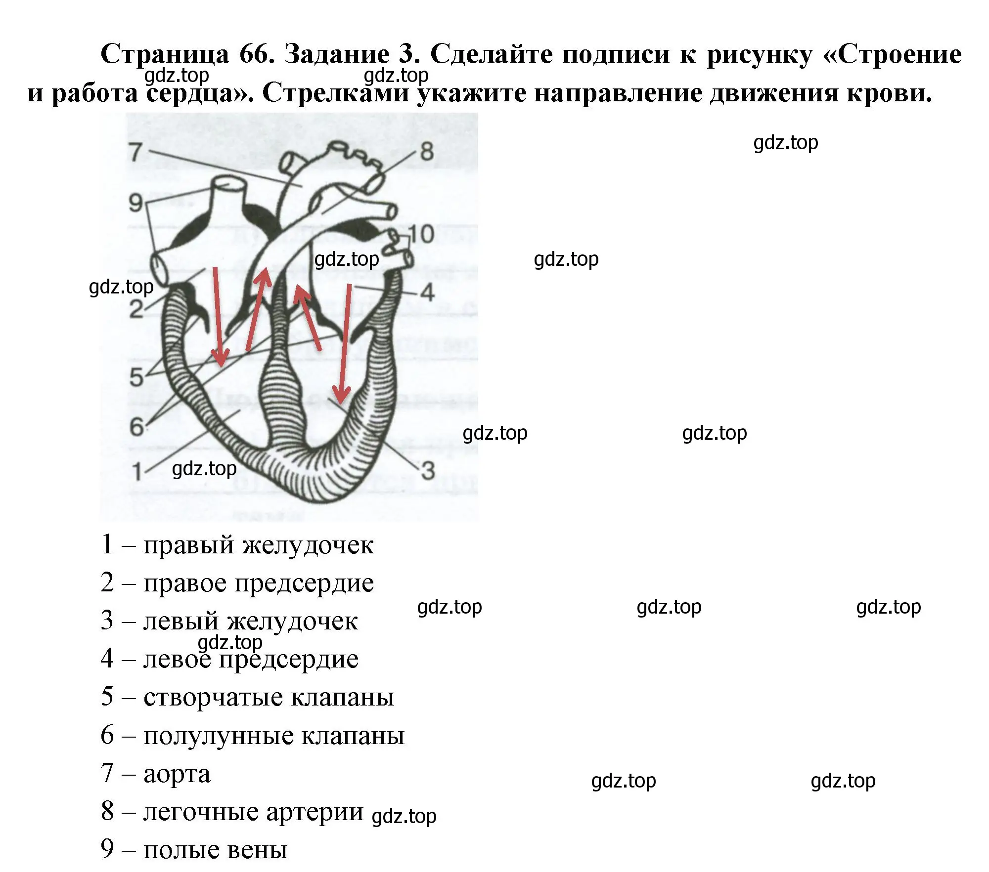 Решение номер 3 (страница 66) гдз по биологии 9 класс Пасечник, Швецов, рабочая тетрадь