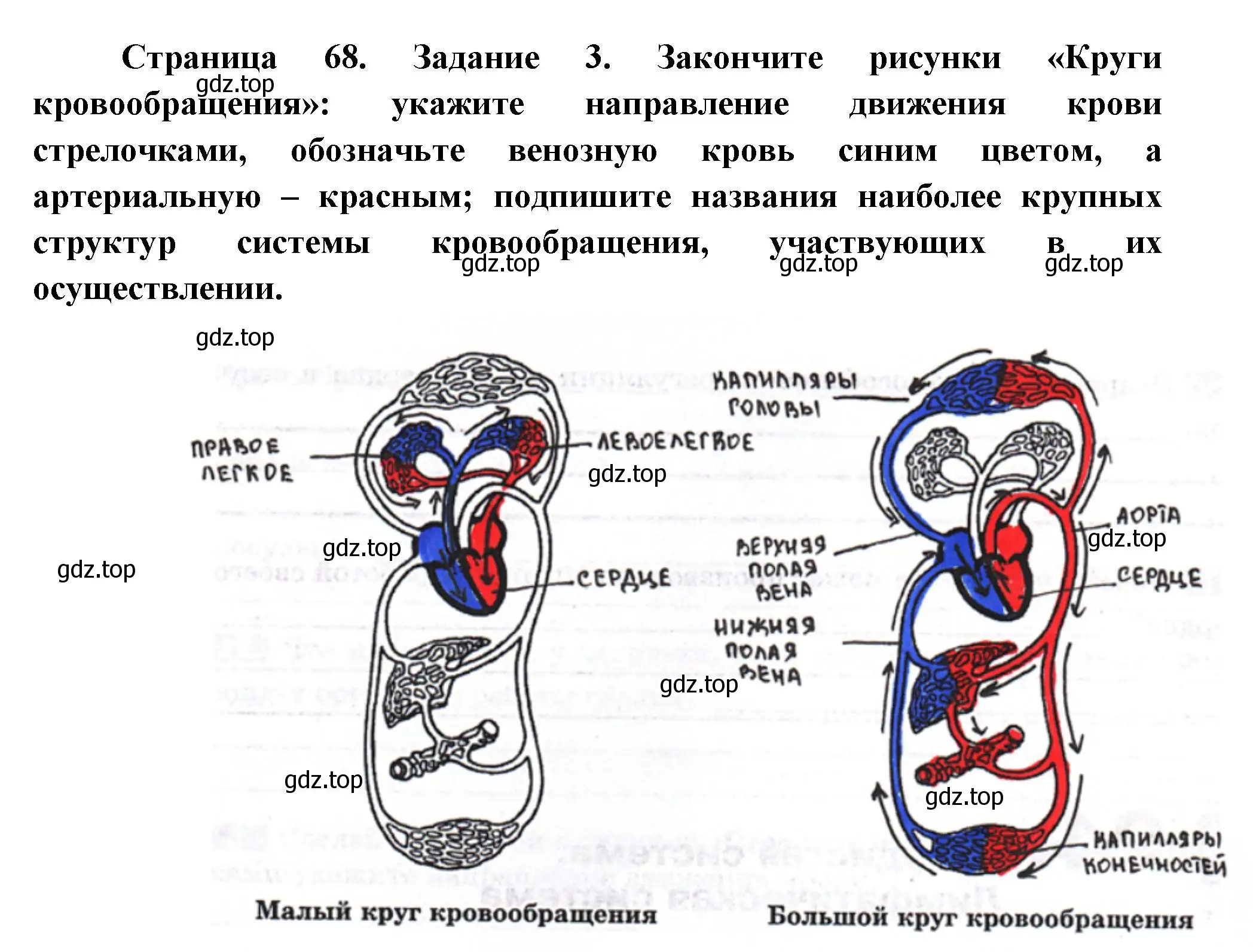 Решение номер 3 (страница 68) гдз по биологии 9 класс Пасечник, Швецов, рабочая тетрадь