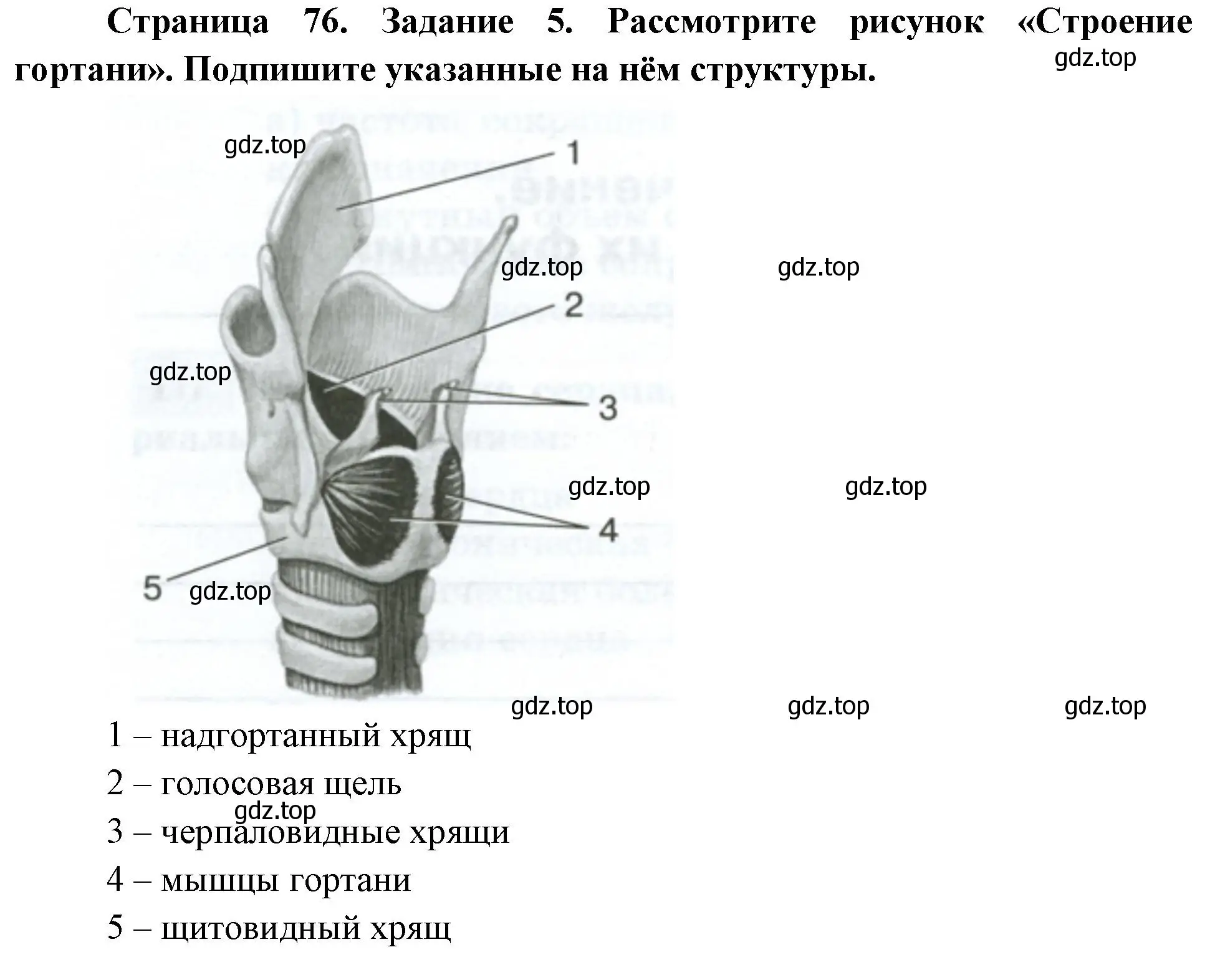 Решение номер 5 (страница 76) гдз по биологии 9 класс Пасечник, Швецов, рабочая тетрадь