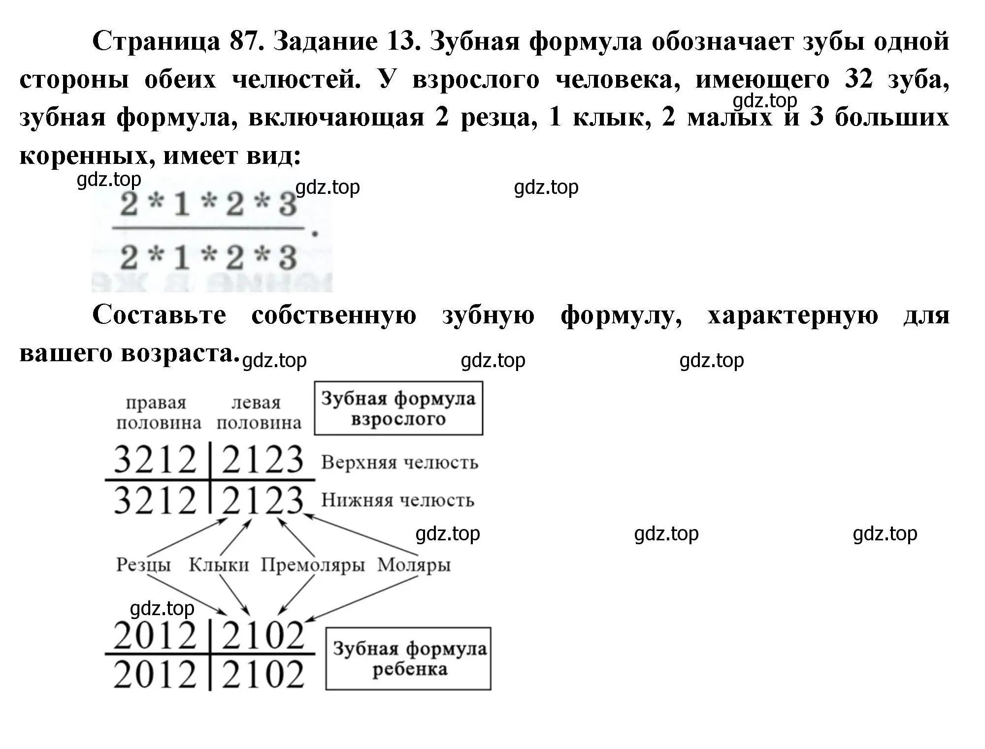 Решение номер 13 (страница 87) гдз по биологии 9 класс Пасечник, Швецов, рабочая тетрадь