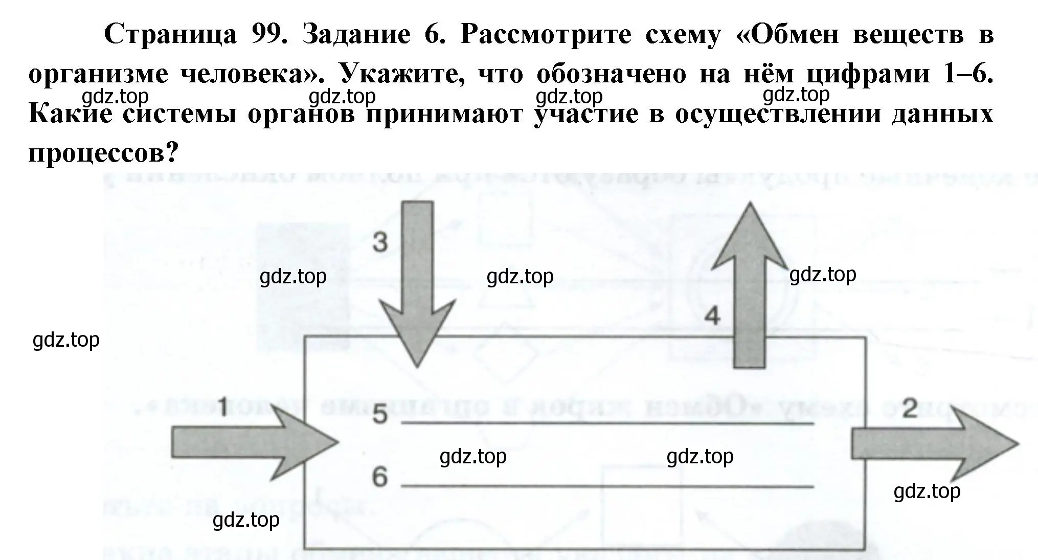 Решение номер 6 (страница 99) гдз по биологии 9 класс Пасечник, Швецов, рабочая тетрадь