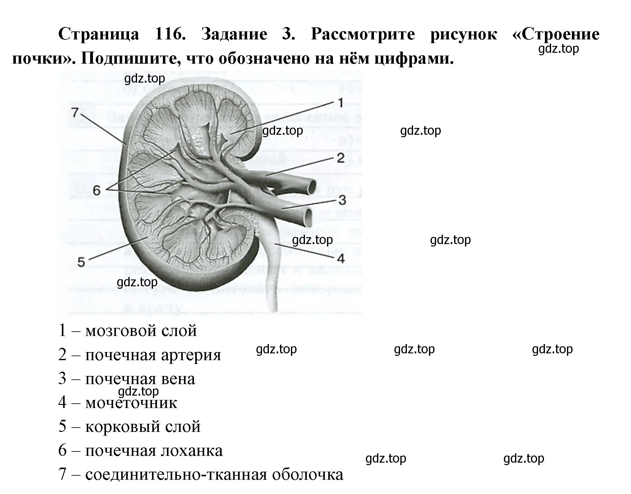 Решение номер 3 (страница 116) гдз по биологии 9 класс Пасечник, Швецов, рабочая тетрадь