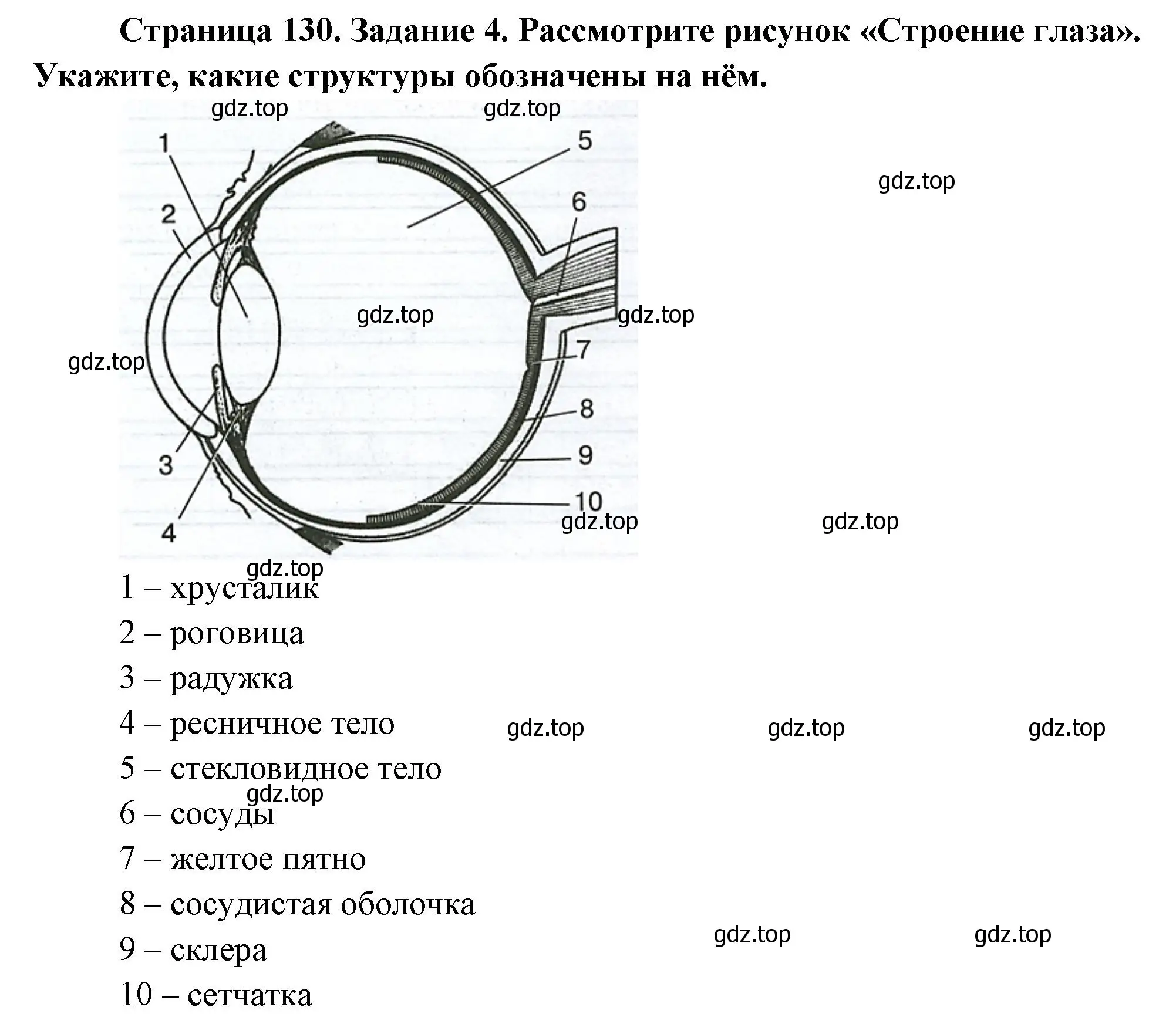 Решение номер 4 (страница 130) гдз по биологии 9 класс Пасечник, Швецов, рабочая тетрадь