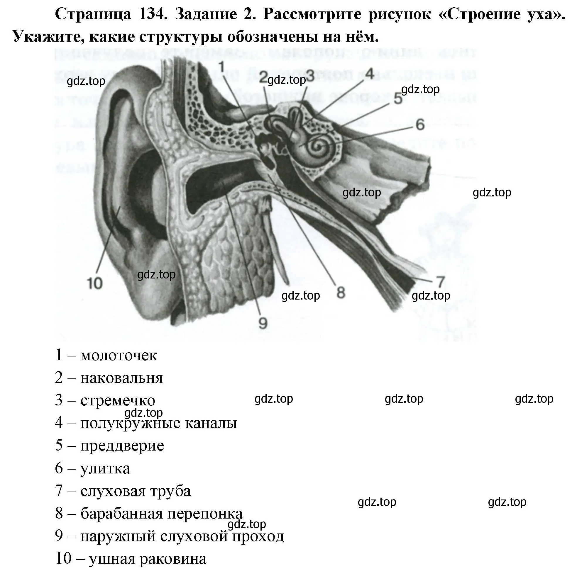 Решение номер 2 (страница 134) гдз по биологии 9 класс Пасечник, Швецов, рабочая тетрадь