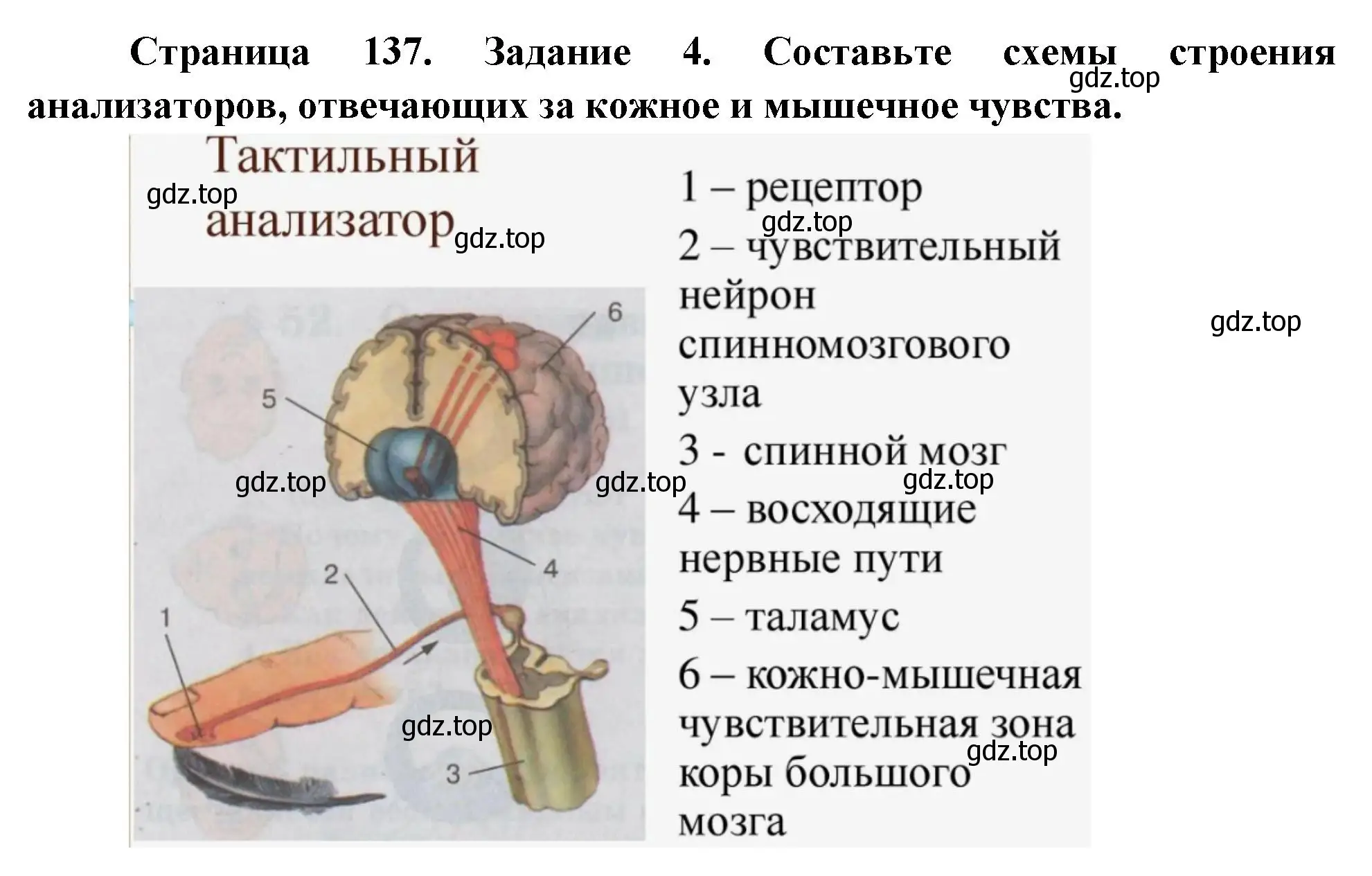 Решение номер 4 (страница 137) гдз по биологии 9 класс Пасечник, Швецов, рабочая тетрадь