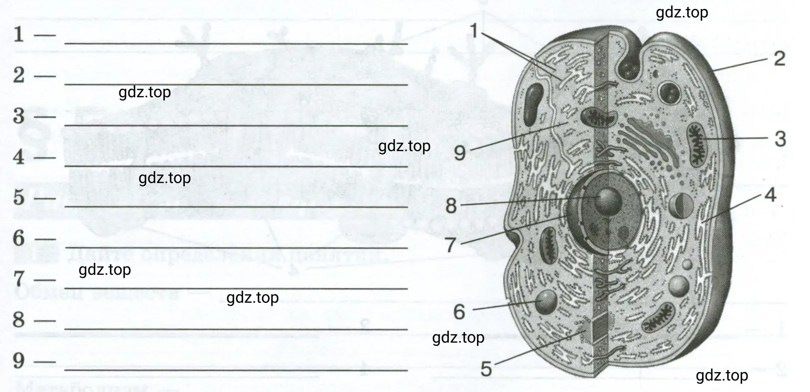 Рассмотрите рисунок, изображающий общий план строения клетки человека. Определите, что обозначено цифрами 1–9.