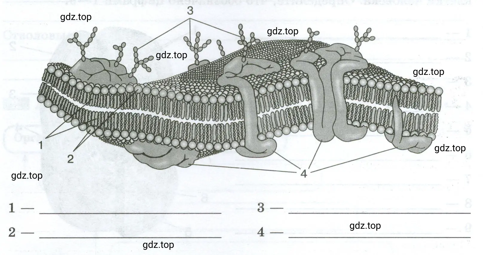Подпишите на рисунке основные структурные компоненты клеточной мембраны.