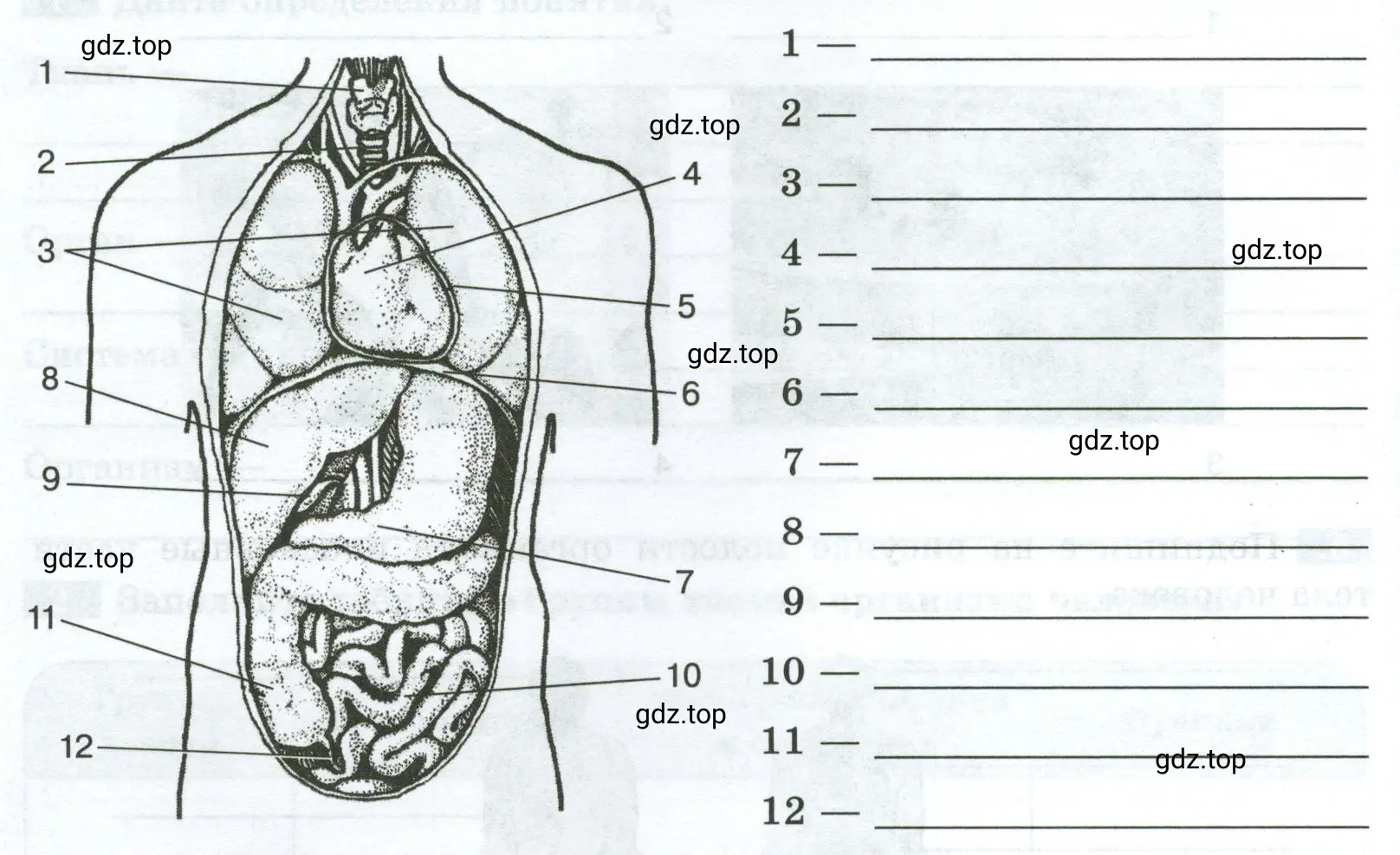 Используя учебник или дополнительные материалы, определите, какие внутренние органы человека, расположенные в грудной и брюшной полости, изображены на рисунке.