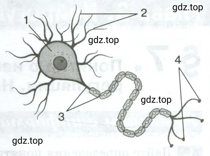 Рассмотрите рисунок «Строение нейрона». Подпишите его части.