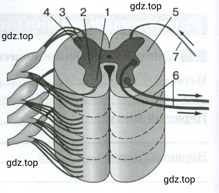 Строение спинного мозга