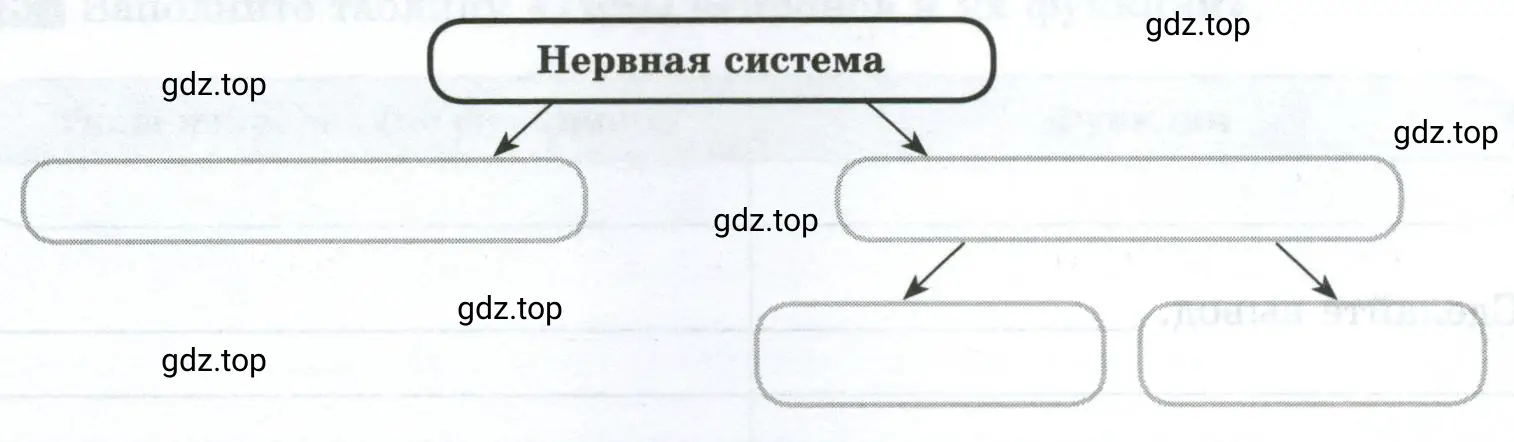 Дополните схему «Функциональное деление нервной системы».