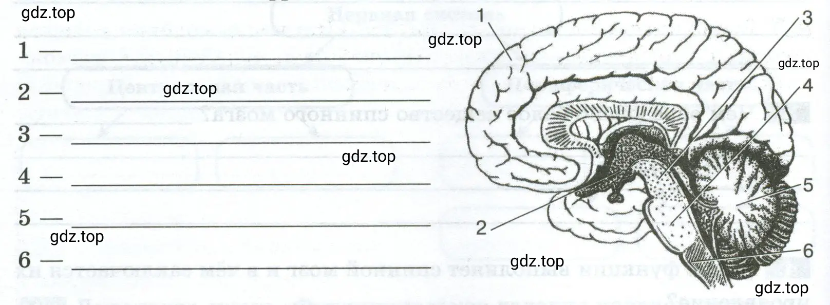 Рисунок «Строение головного мозга». Укажите, что на нём обозначено цифрами.